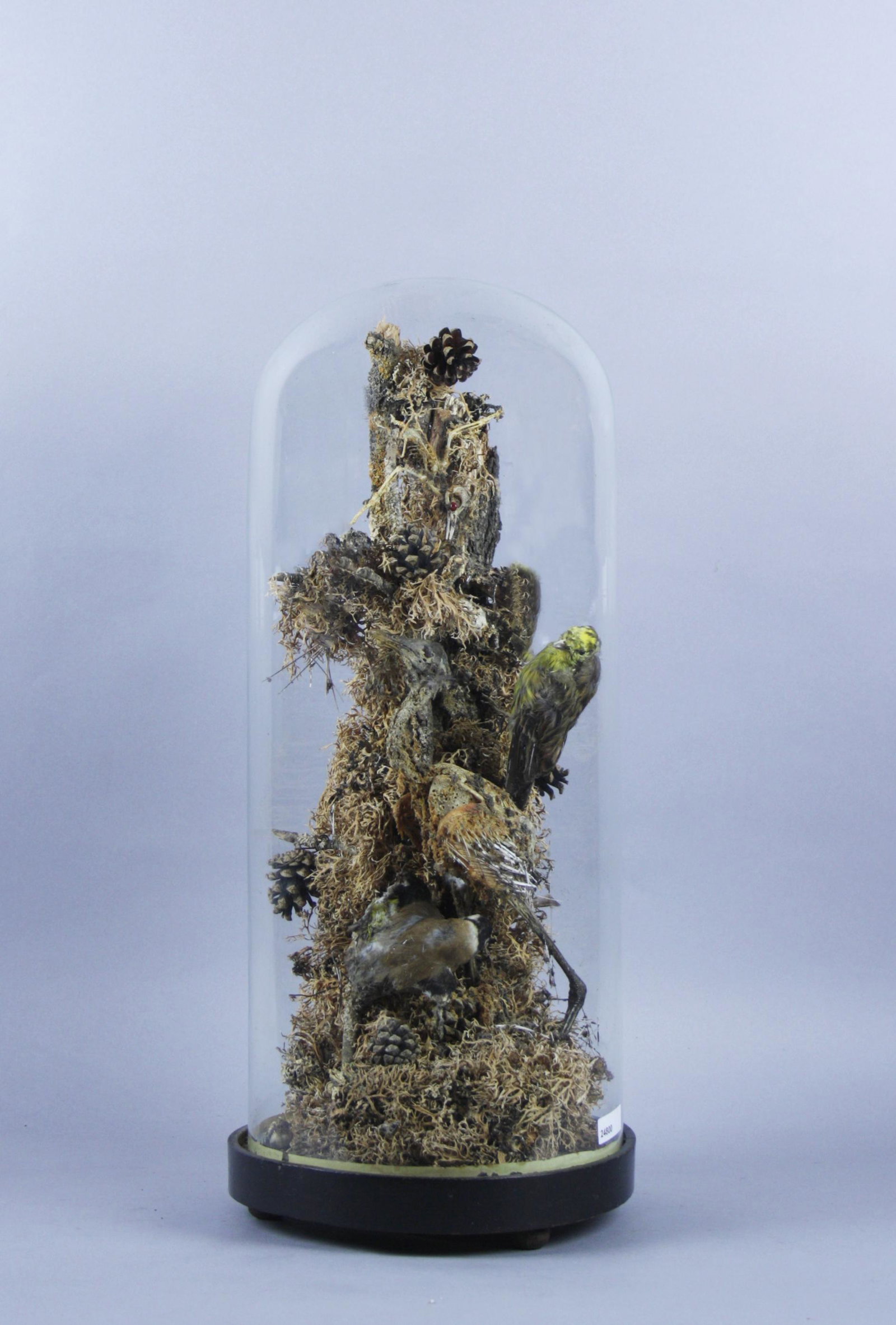 Birds taxidermized in a glass bell: Composizione con uccelli tassidermizzati su un ramo con muschio. Inizi XX secolo. Sotto campana di vetro. Difetti. Mis. Alt. cm. 52 ca. Val. 150/300