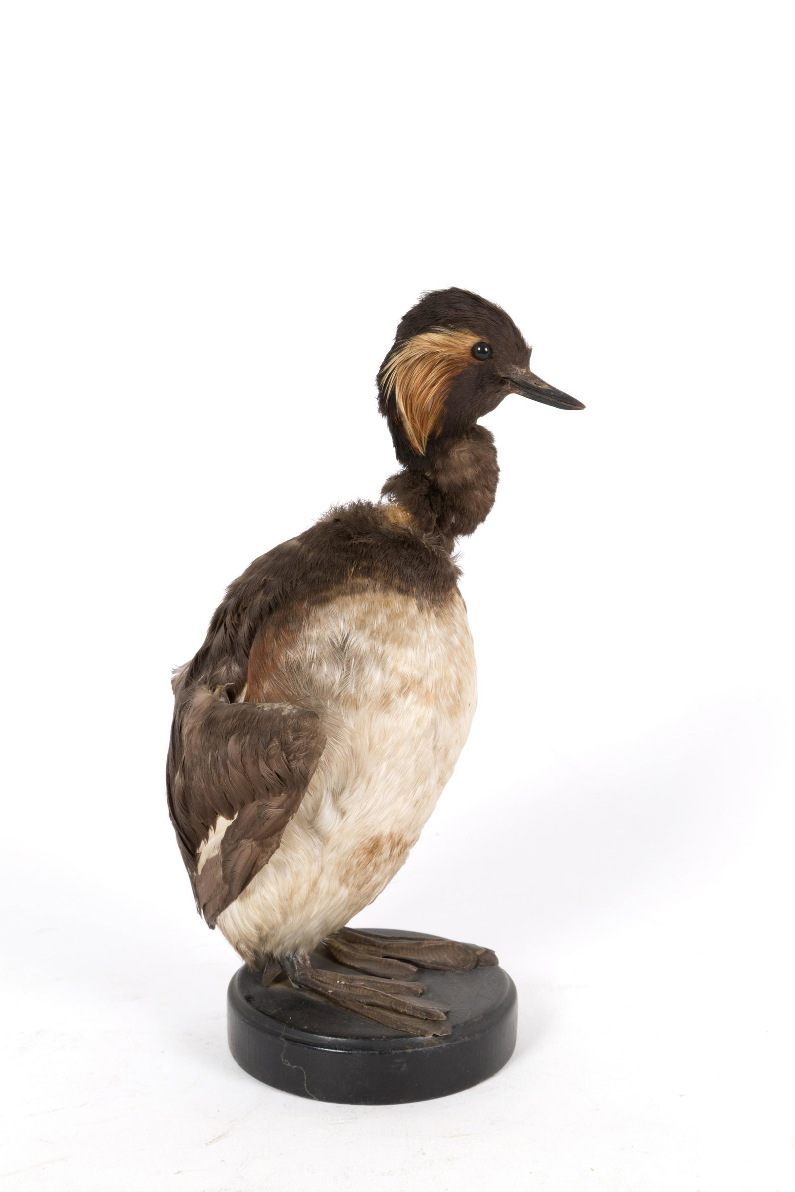 Little Grebe (Tachybaptus ruficollis)taxidermized: Tuffetto (Tachybaptus ruficollis) tassidermizzato. Mis. Lung. cm. 13 Alt. cm. 23 Prof. cm. 13 ca. Val. 30/50