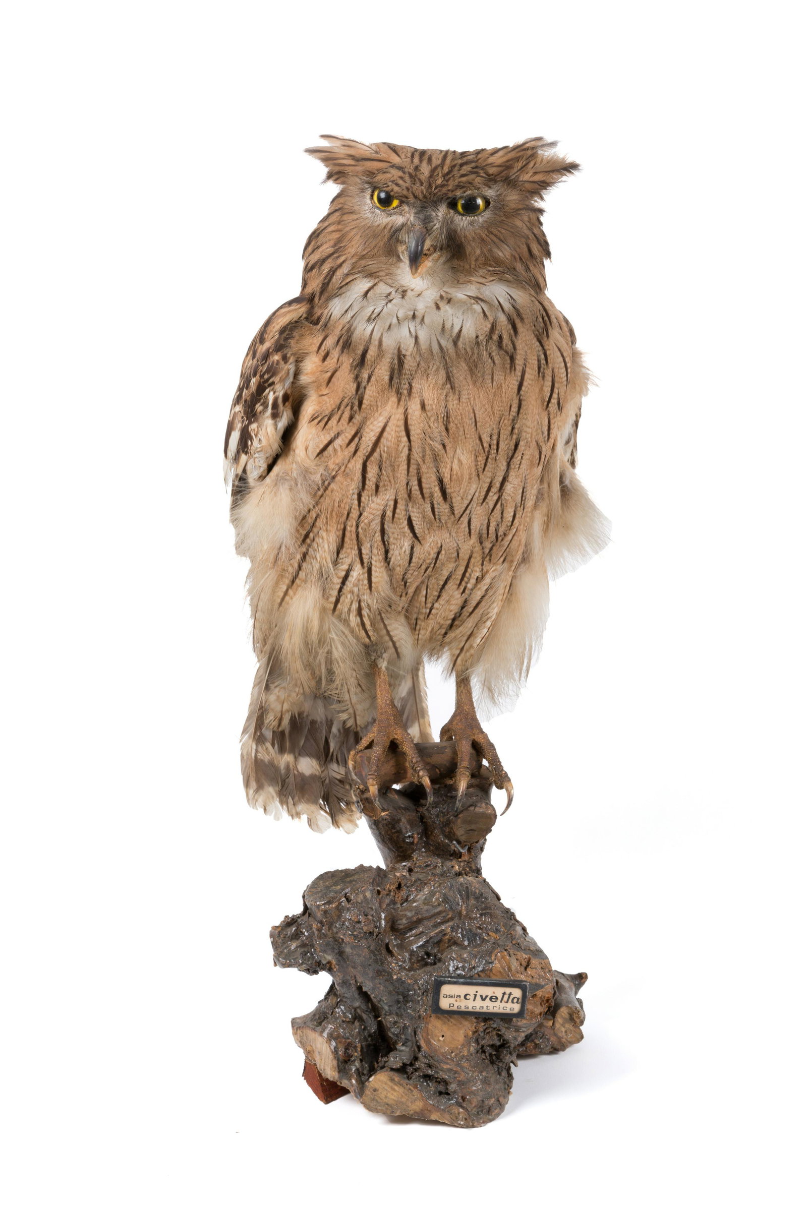Owl pescatarian taxidermized: Civetta pescatrice tassidermizzata. Mis. Lung. cm. 27 Alt. cm. 60 Prof. cm. 27 ca. Val. 280/350