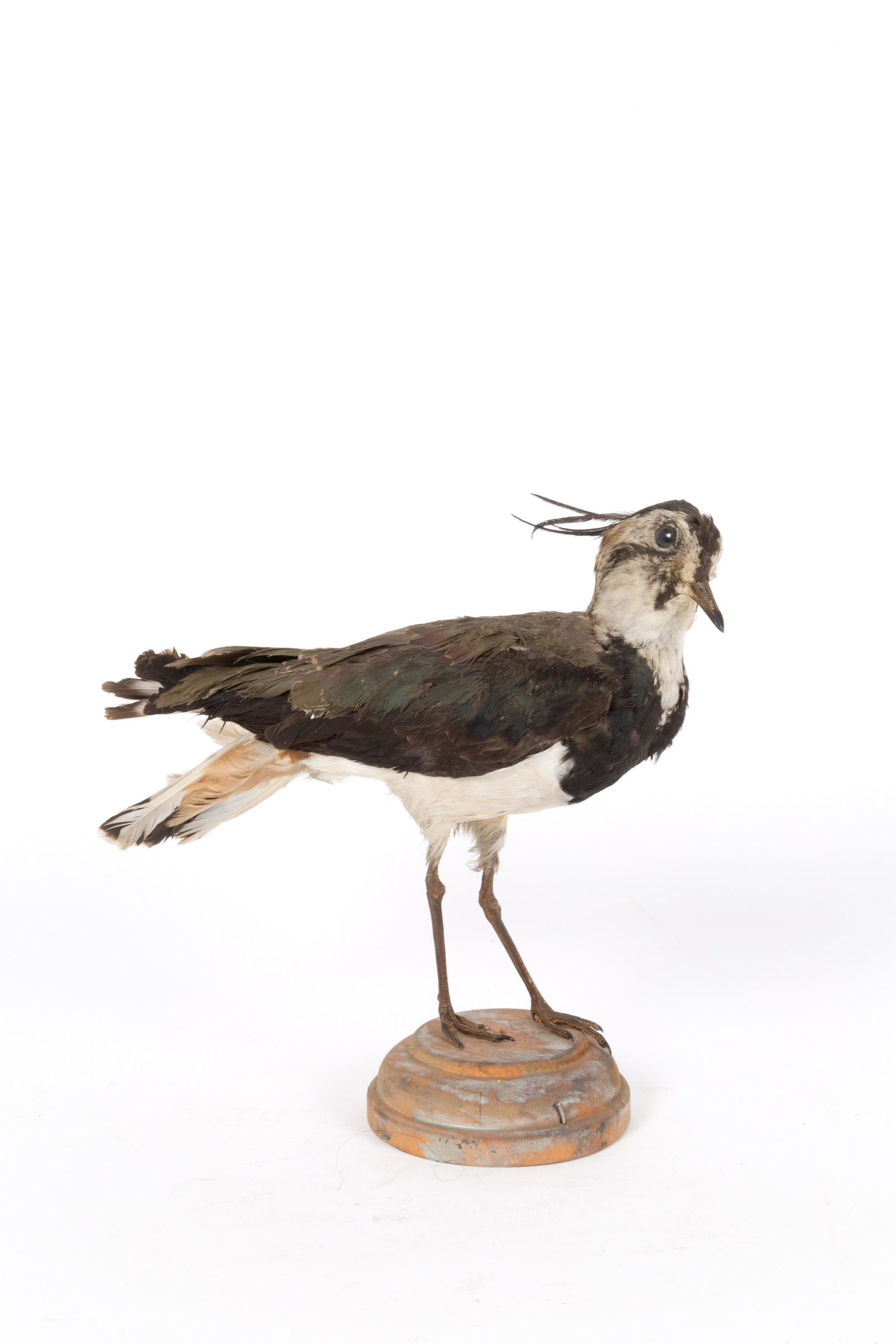 Lapwing (Vanellus vanellus) taxidermized: Pavoncella (Vanellus vanellus) tassidermizzata. Mis. Lung. cm. 32 Alt. cm. 25 Prof. cm. 12 ca. Val. 50/70