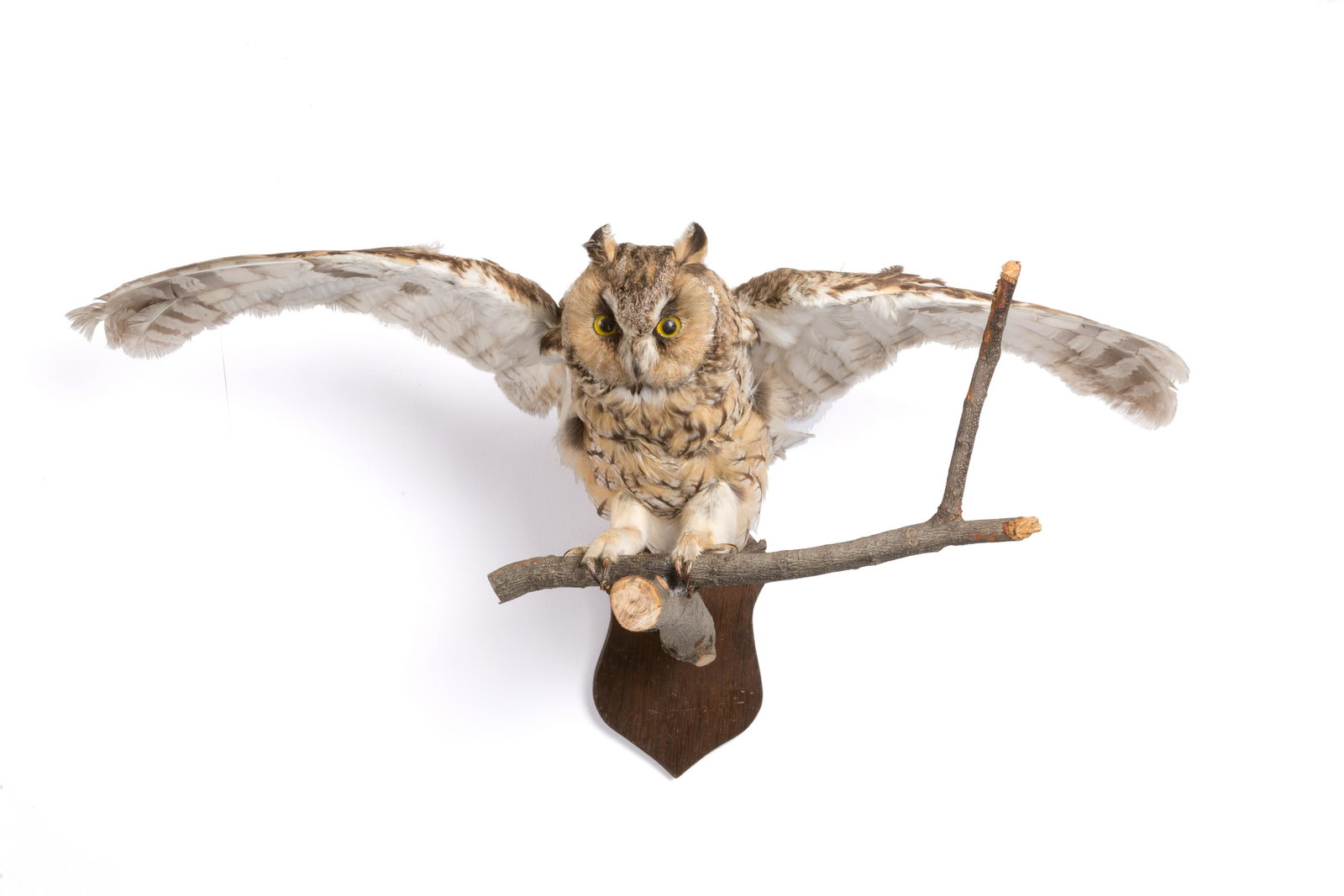 Long-eared owl (Asio otus) taxidermized.CITES: Gufo comune (Asio octus) tassidermizzato poggiato su un ramo. Con certificato CITES. Mis. Lung. cm. 70 Alt. cm. 22 Prof. cm. 37 ca. Val. 120/180