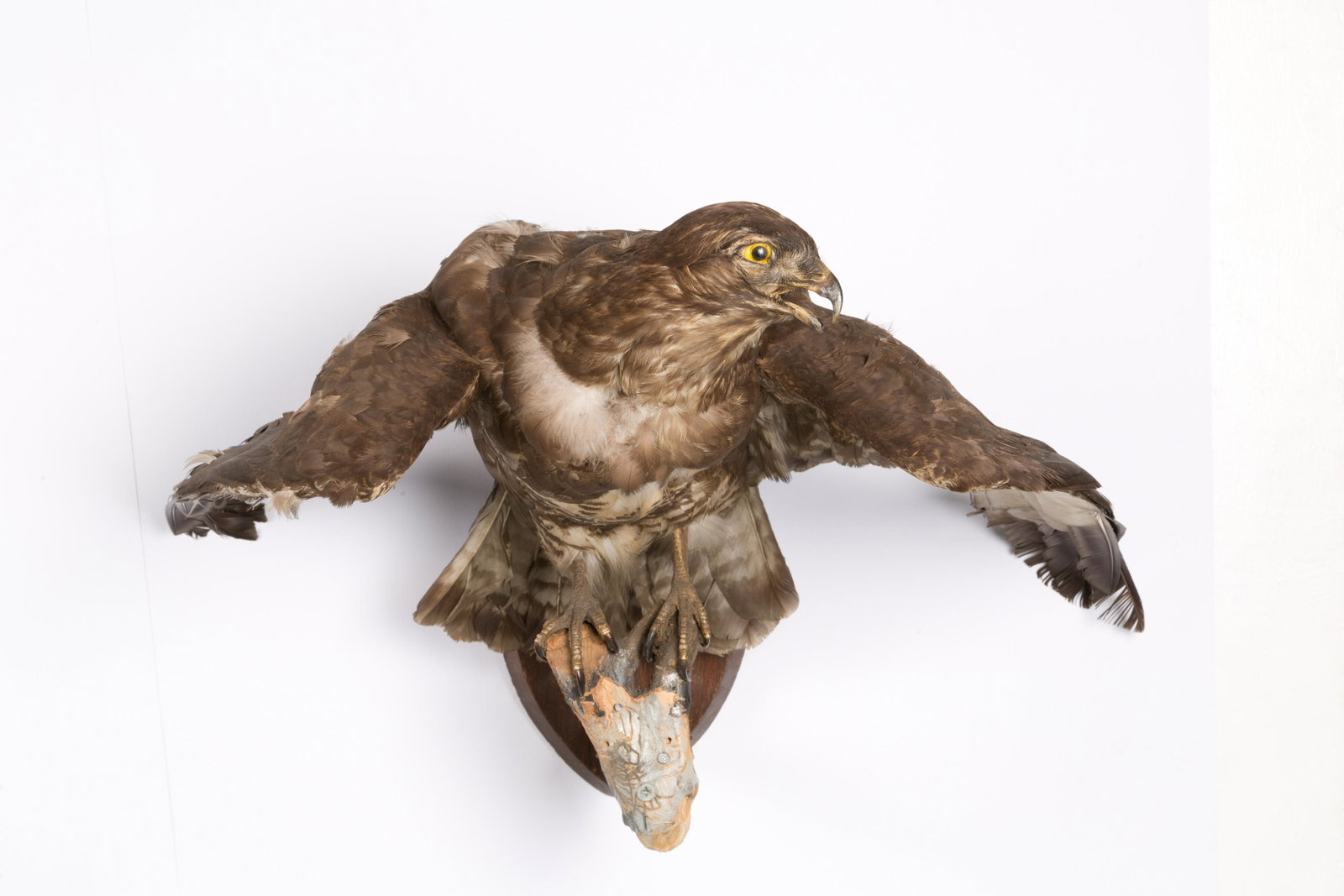 Buzzard (Buteo buteo) taxidermized. CITES: Poiana (Buteo buteo) tassidermizzata. Con certificato CITES. Mis. Lung. cm. 60 Alt. cm. 36 Prof. cm. 40 ca. Val. 120/180