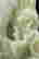 item-107780054=3
