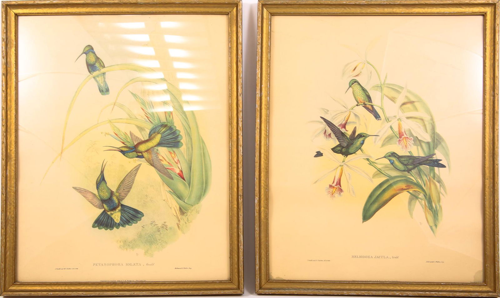 FRAMED JOHN GOULD BIRD LITHOGRAPHS LOT OF 2 (1 of 5)