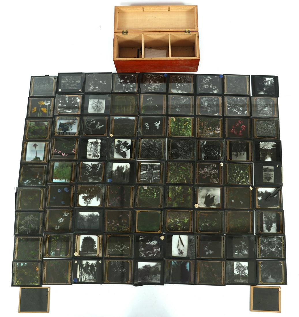 GLASS LANTERN SLIDES - PLANTS & WOODED LANSCAPES (1 of 7)