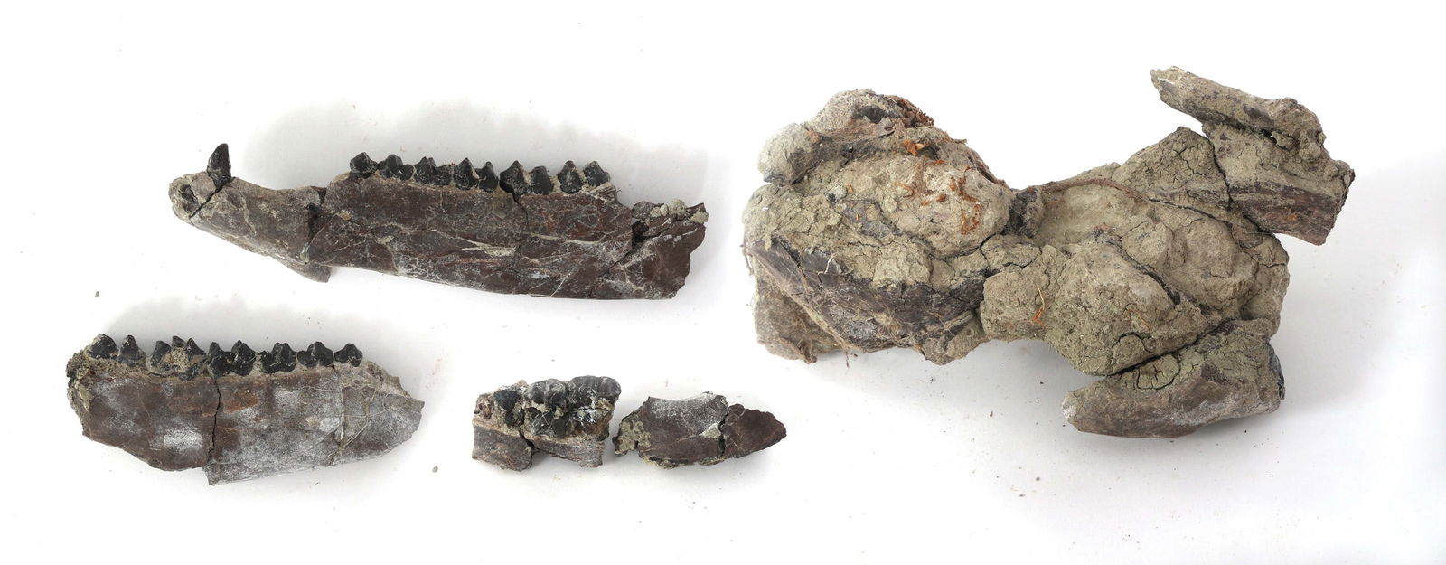 DINOSAUR FOSSIL SPECIMENS - JAWBONES WITH TEETH: DINOSAUR FOSSIL SPECIMENS - JAWBONES WITH TEETH Dinosaur unspecified fossil specimens. Jawbones with teeth. One fossil has no visible teeth. Please Note: No International Shipping On This Lot Provenan