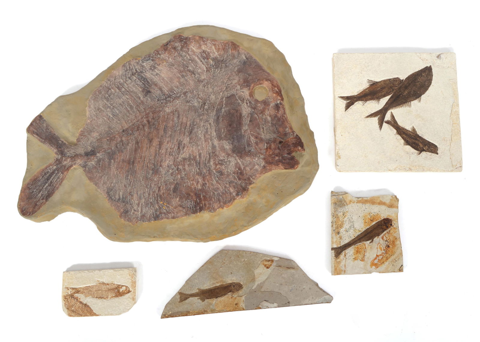 FOSSIL FISH MODELS (1 of 7)