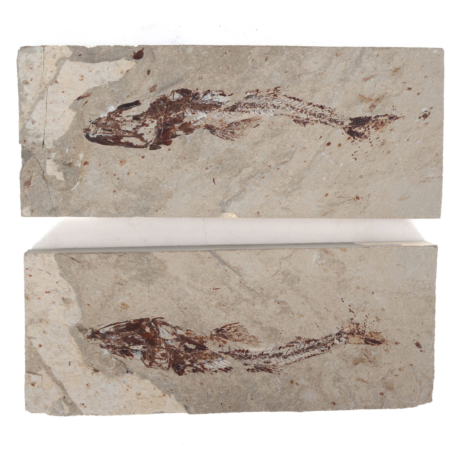 FOSSIL FISH MODELS (1 of 2)