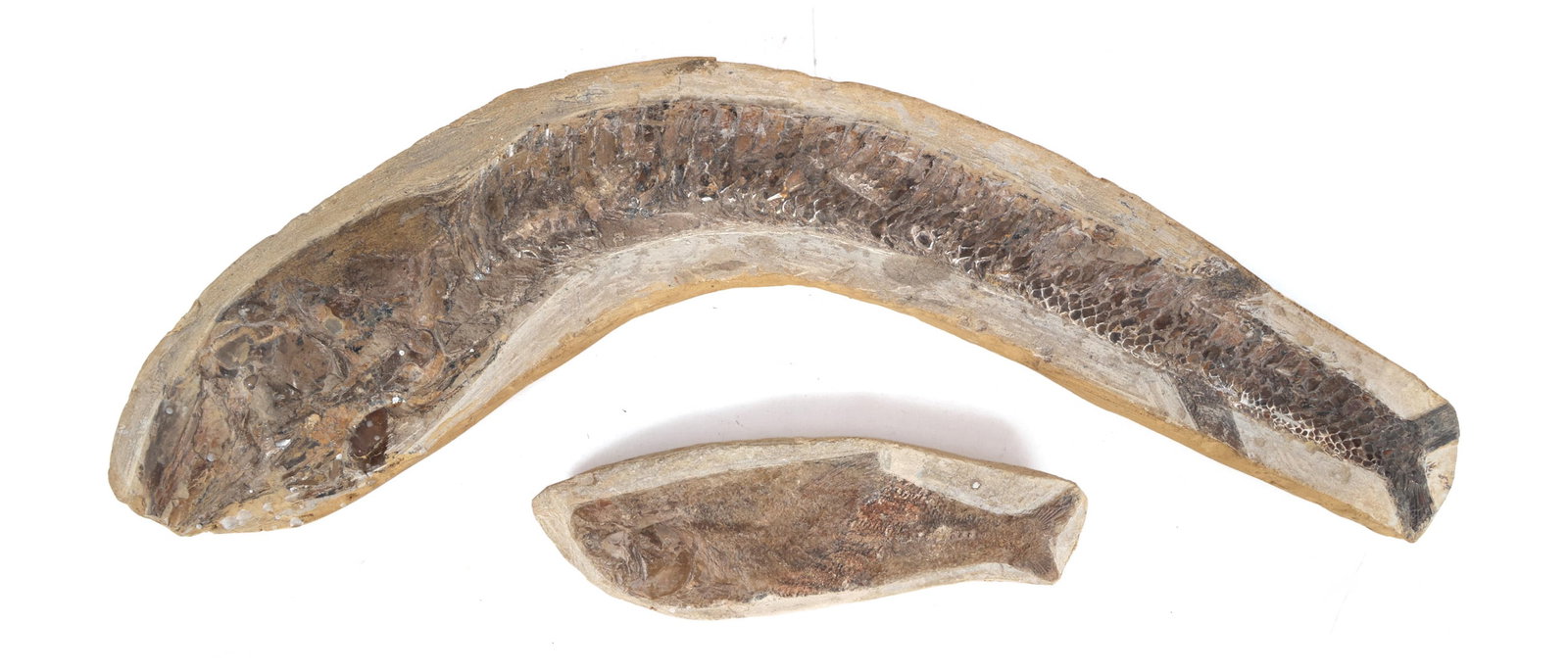 FOSSIL FISH MODELS (1 of 5)