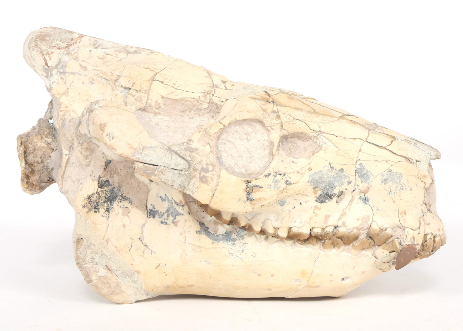 OREODONT FOSSIL MODEL (1 of 6)