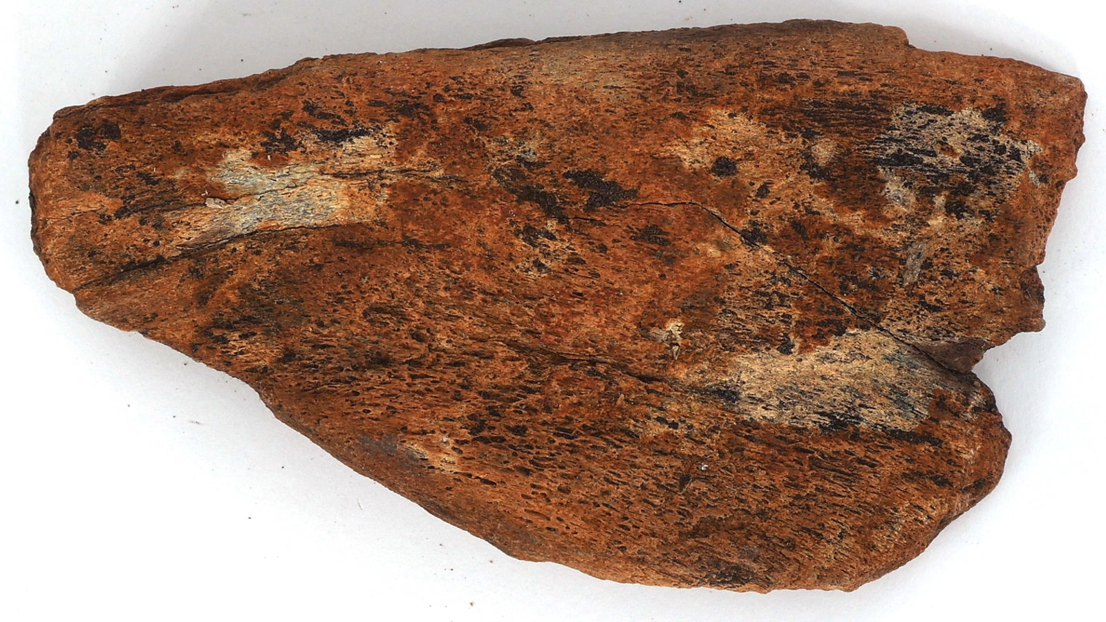 AUSTRALOPITHECUS FOSSIL SPECIMEN: AUSTRALOPITHECUS FOSSIL SPECIMEN Fossil specimen. Believed to be Australopithecus bone. Please Note: No International Shipping On This Lot Provenance: Estate Artifact & Fossil Collection of Dr. Steven