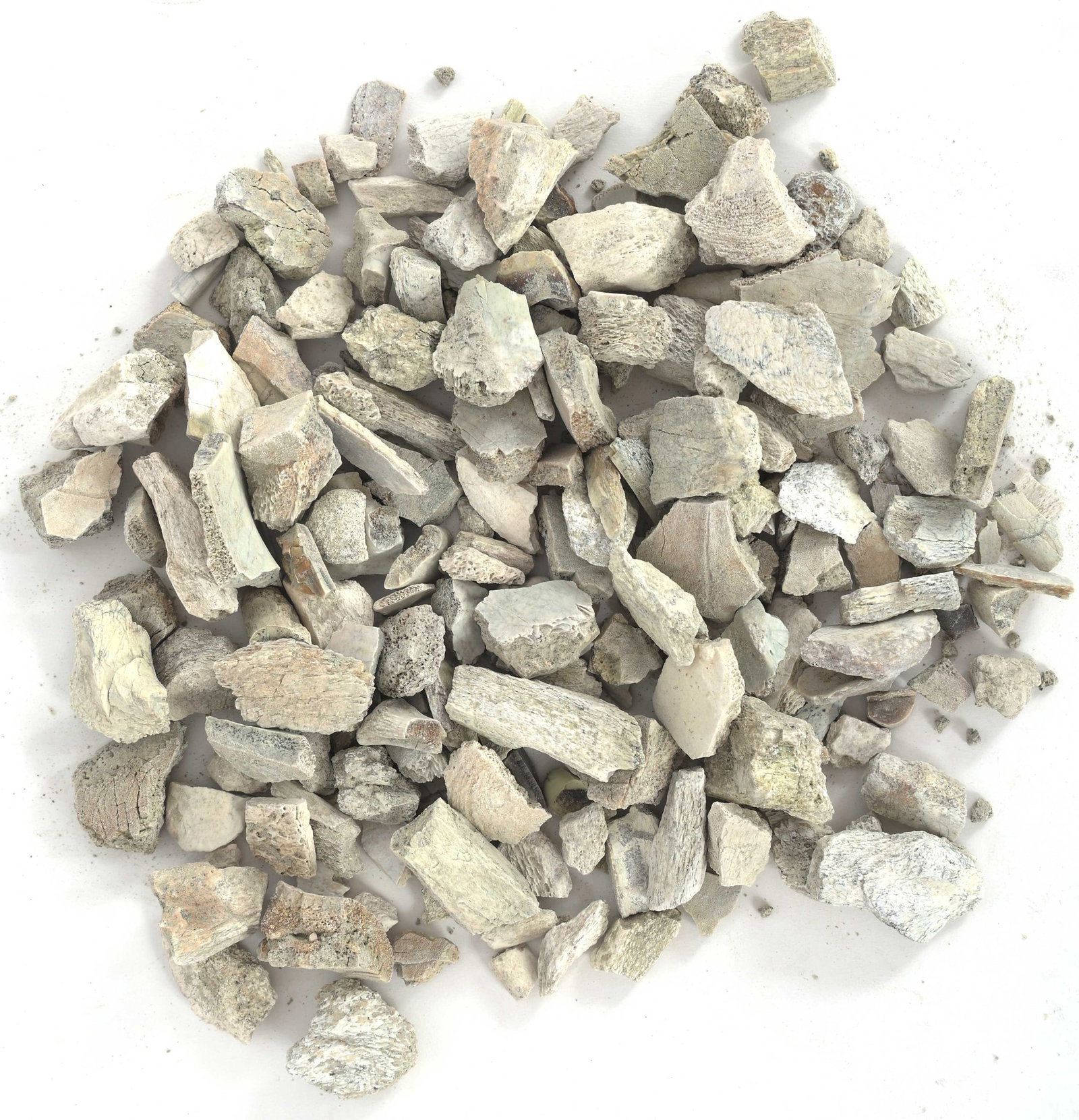 TITANOTHERE FOSSIL SPECIMENS (1 of 6)