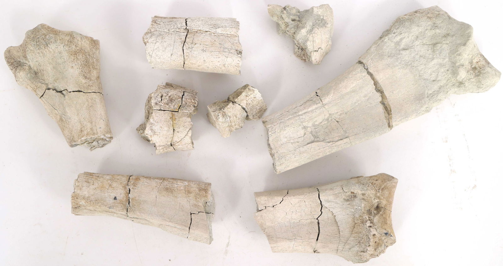 BRONTOTHERIUM FOSSIL SPECIMENS (1 of 4)