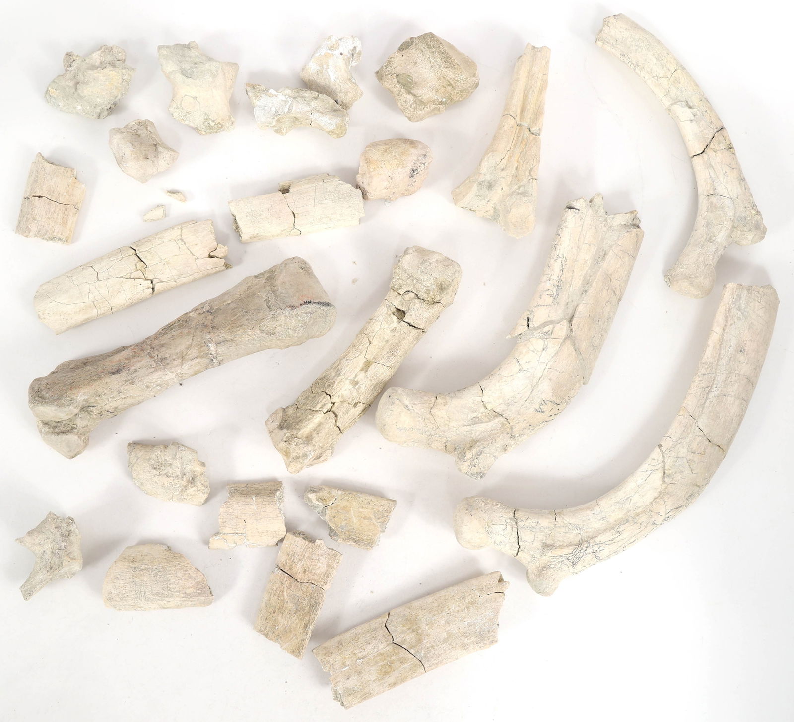 TITANOTHERE FOSSIL SPECIMENS (1 of 8)