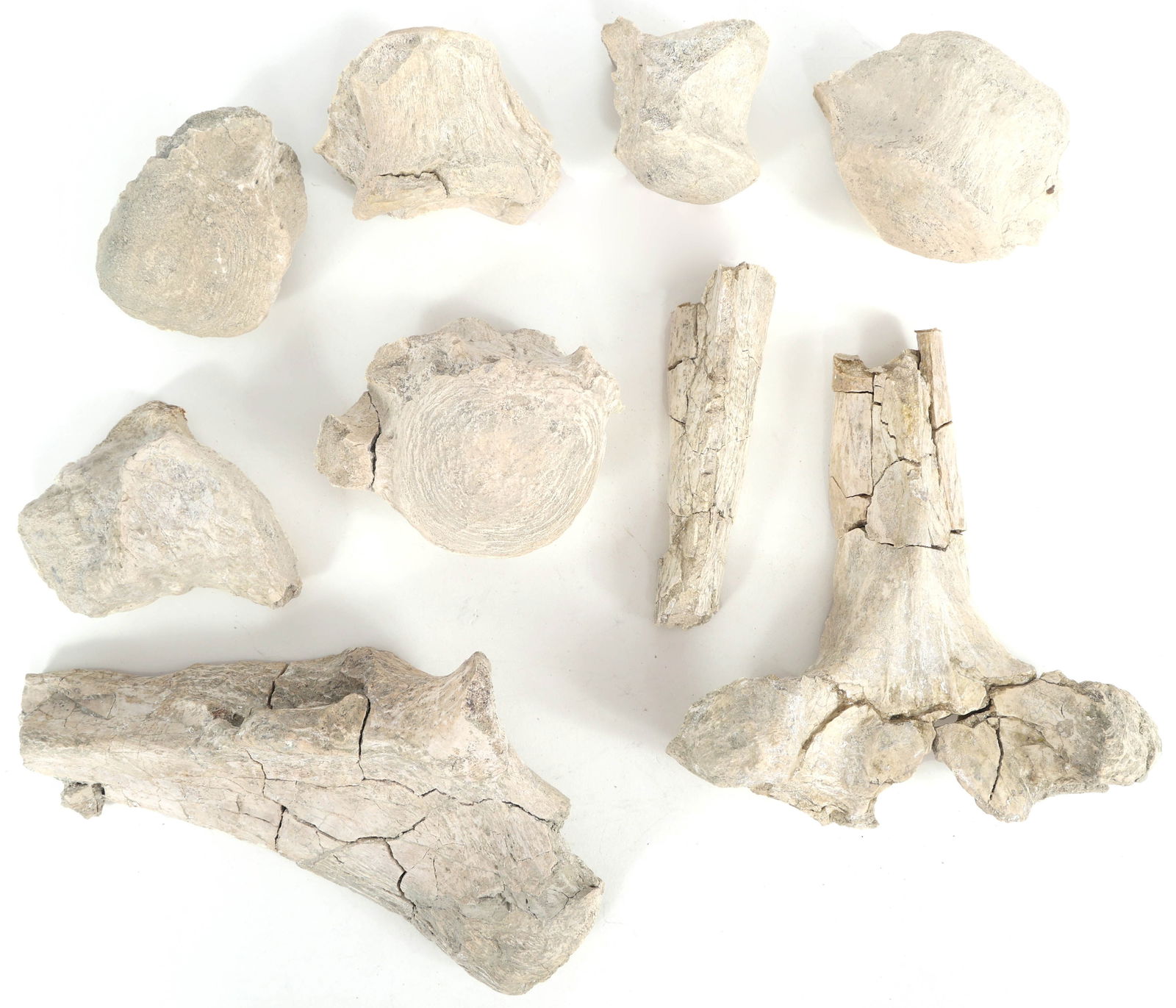 TITANOTHERE FOSSIL SPECIMENS (1 of 6)