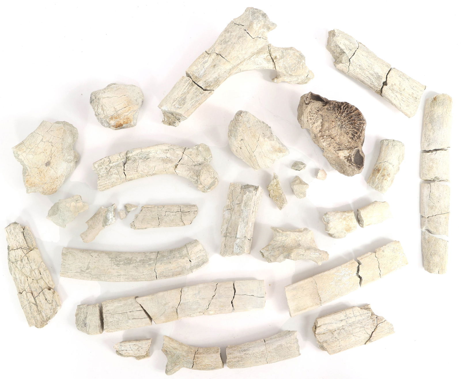 TITANOTHERE FOSSIL SPECIMENS (1 of 8)