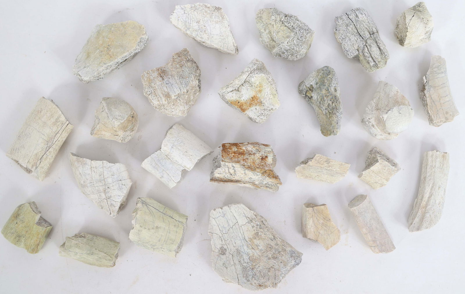 TITANOTHERE FOSSIL SPECIMENS (1 of 5)