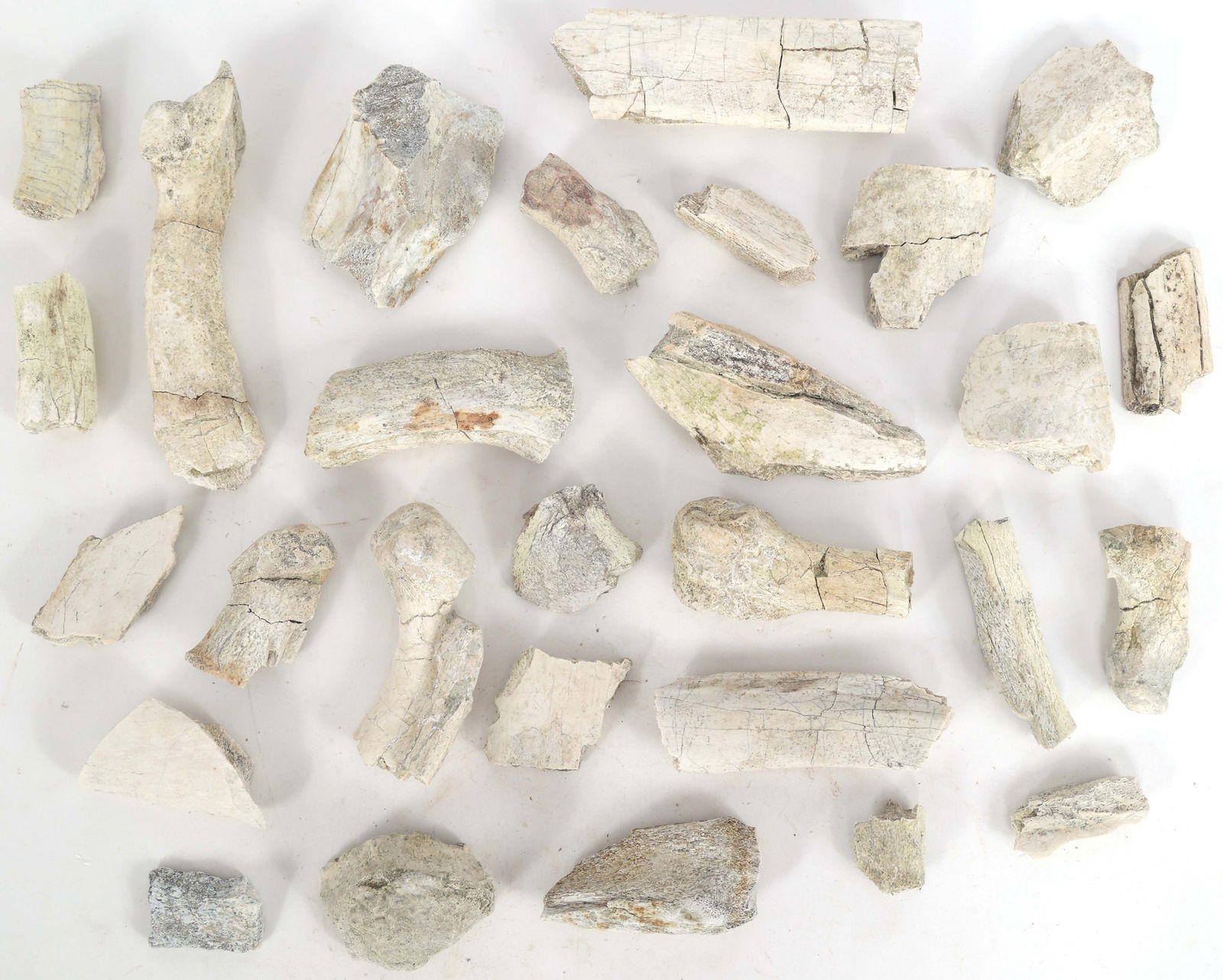 TITANOTHERE FOSSIL SPECIMENS (1 of 5)