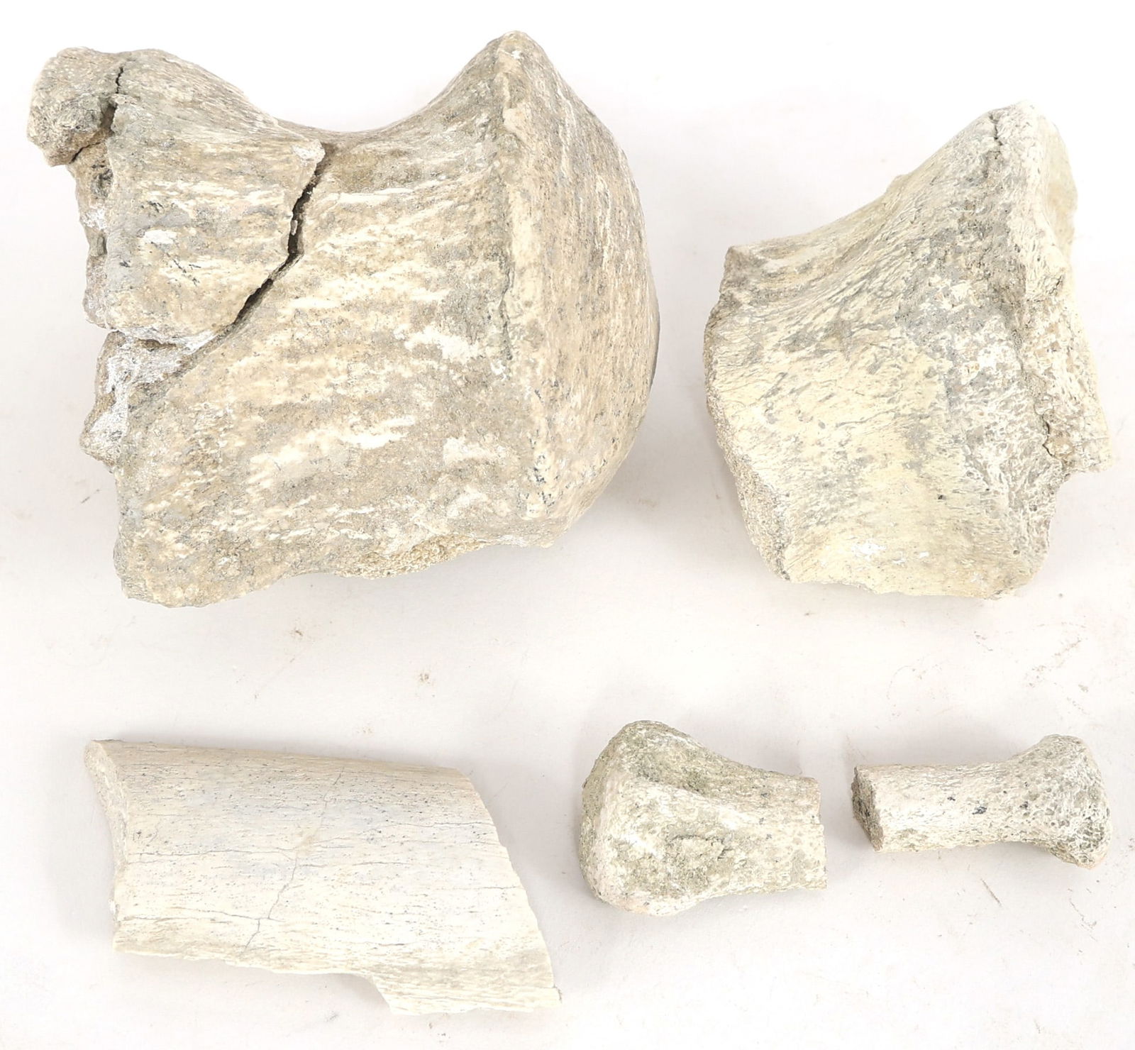 TITANOTHERE FOSSIL SPECIMENS (1 of 8)