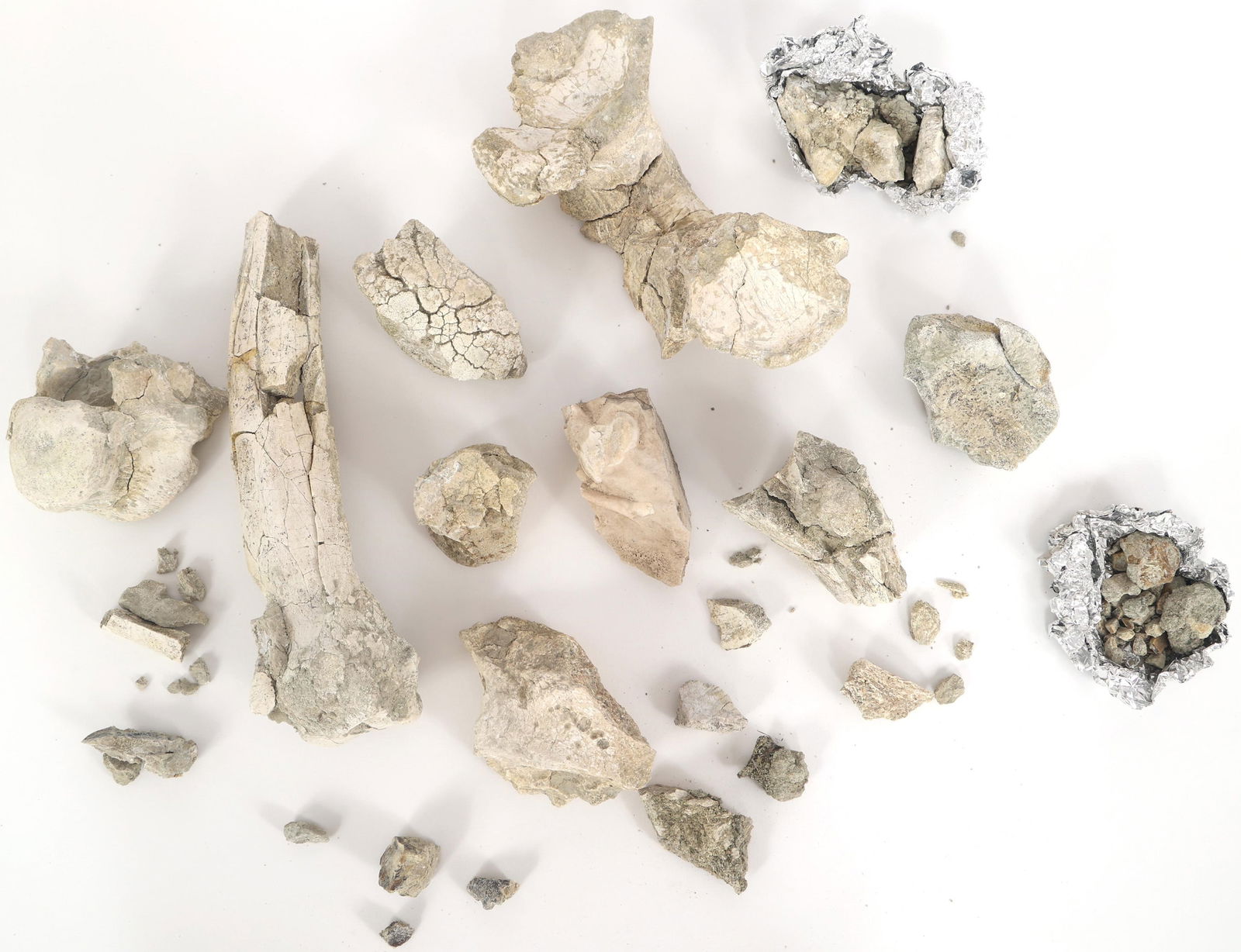 TITANOTHERE FOSSIL SPECIMENS (1 of 8)