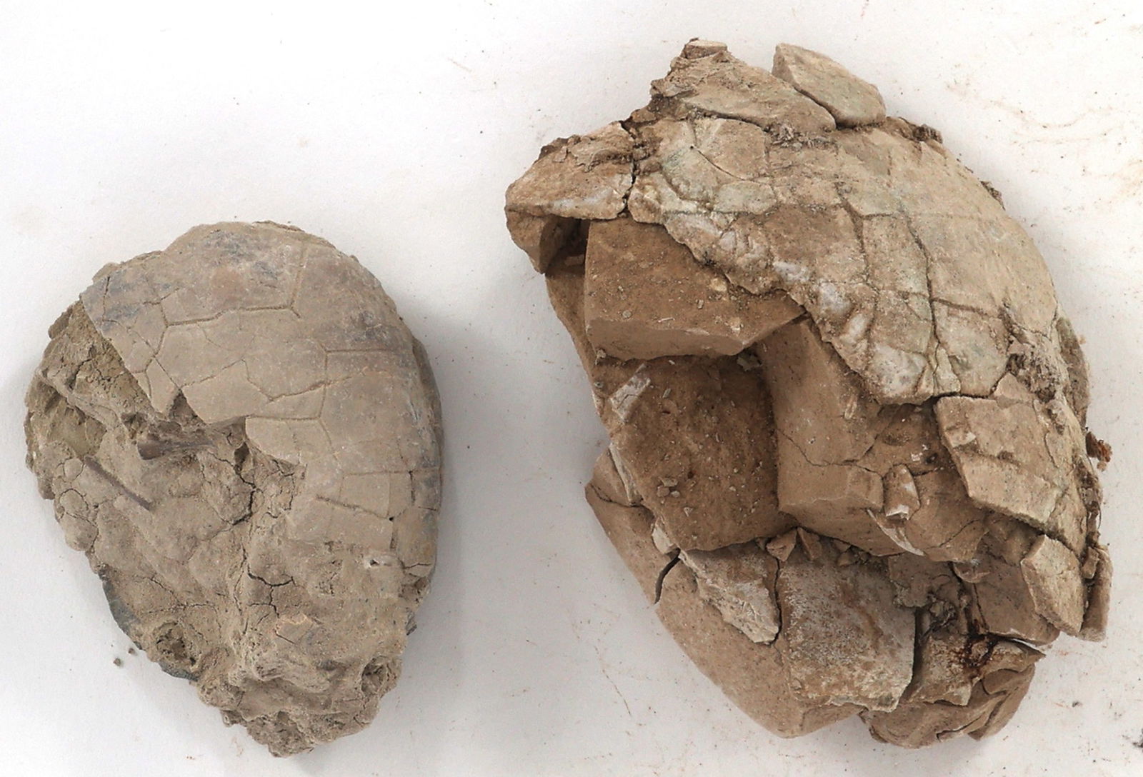 FOSSIL SPECIMENS - TURTLE SHELL (1 of 5)