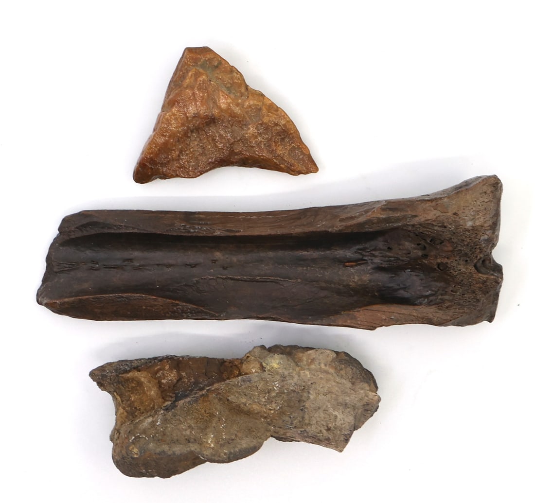 FOSSILIZED BONE SPECIMEN: FOSSILIZED BONE SPECIMEN (3) Unspecified fossilized bone specimens Please Note: No International Shipping On This Lot Provenance: Estate Artifact & Fossil Collection of Dr. Steven D. Nicklas (1956-20