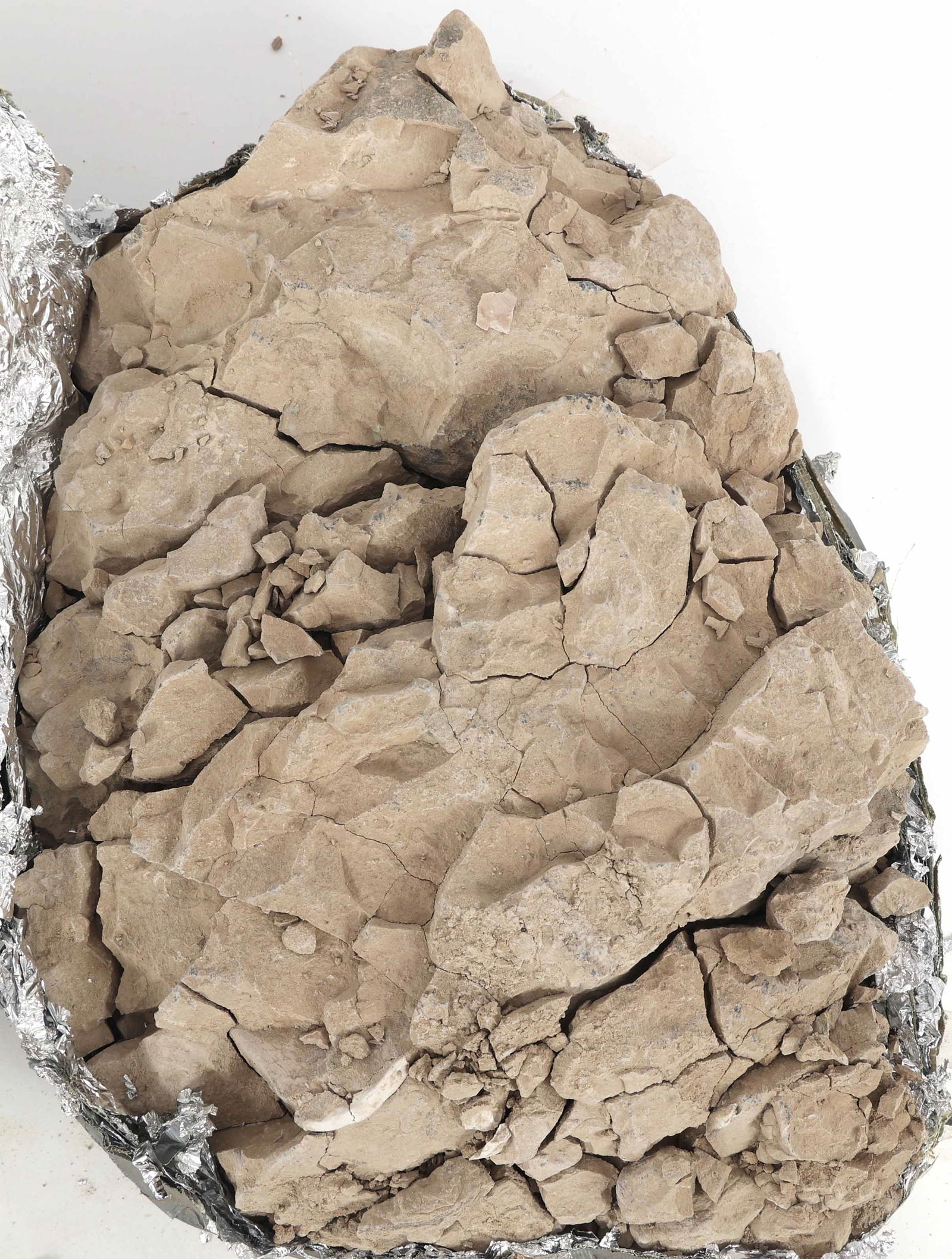 OREODONT FOSSIL SPECIMEN (1 of 3)