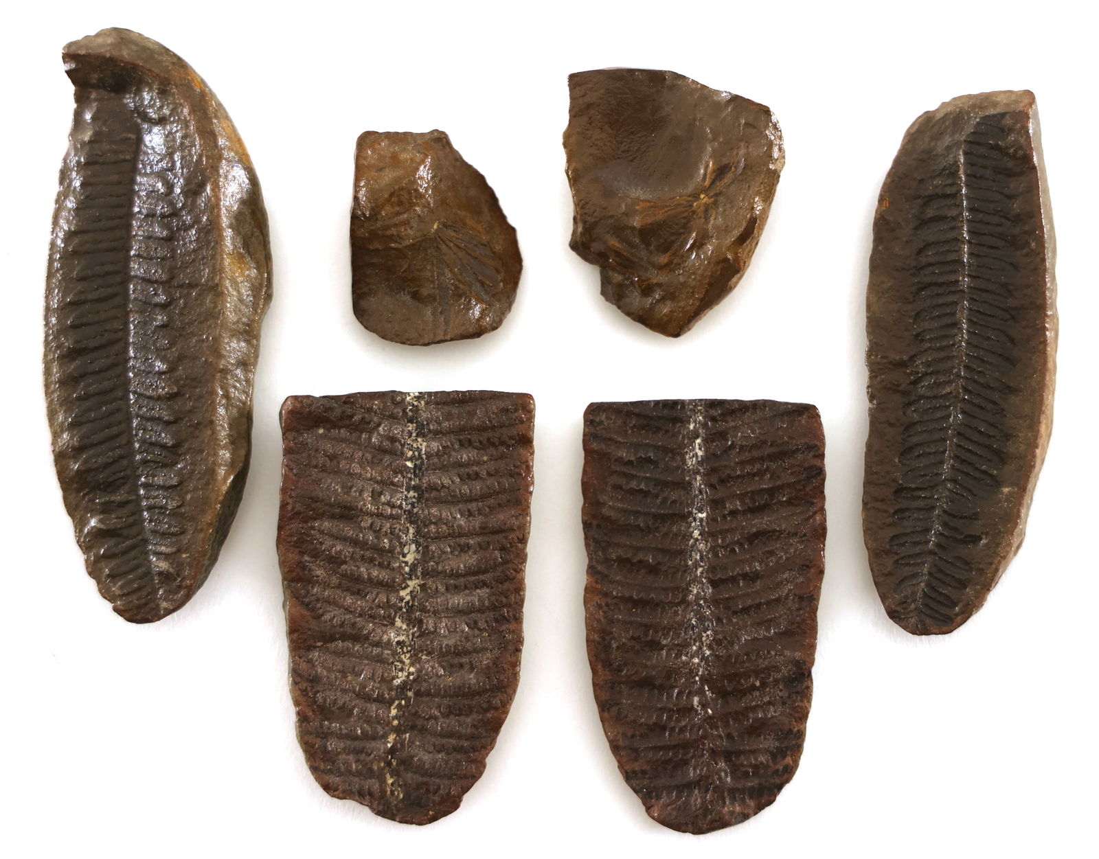 PLANT & FERN FOSSIL SPECIMENS (1 of 5)