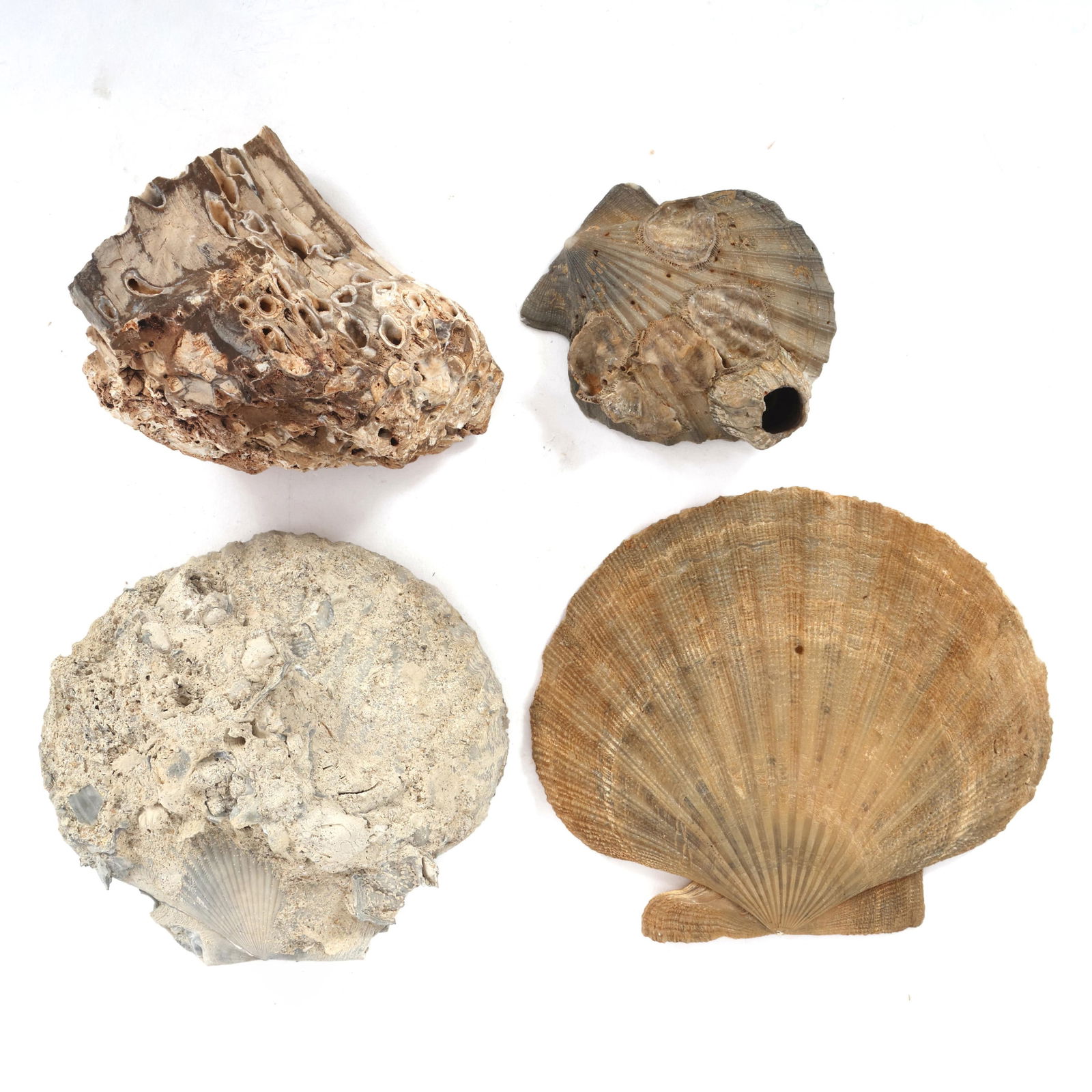 SHELL FOSSIL SPECIMENS (1 of 5)