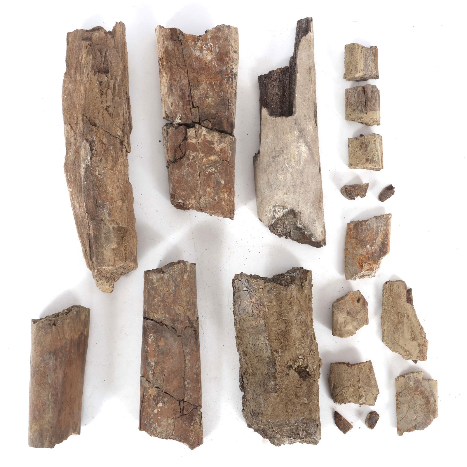 DINOSAUR HADROSAURUS & TRICERATOPS FOSSIL SPECIMENS (1 of 4)