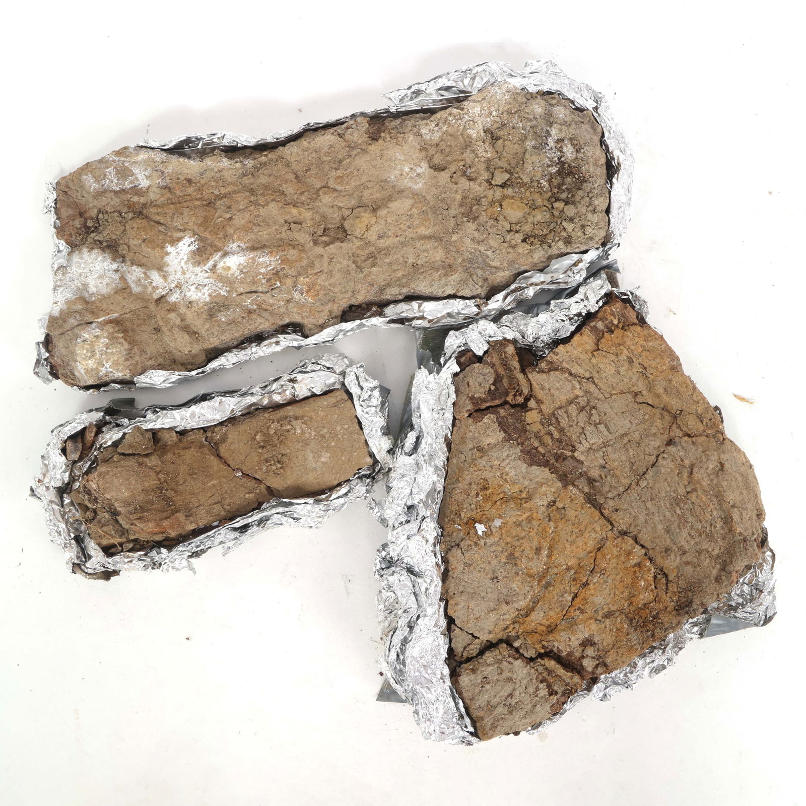 DINOSAUR HADROSAURUS & TRICERATOPS FOSSIL SPECIMENS (1 of 4)