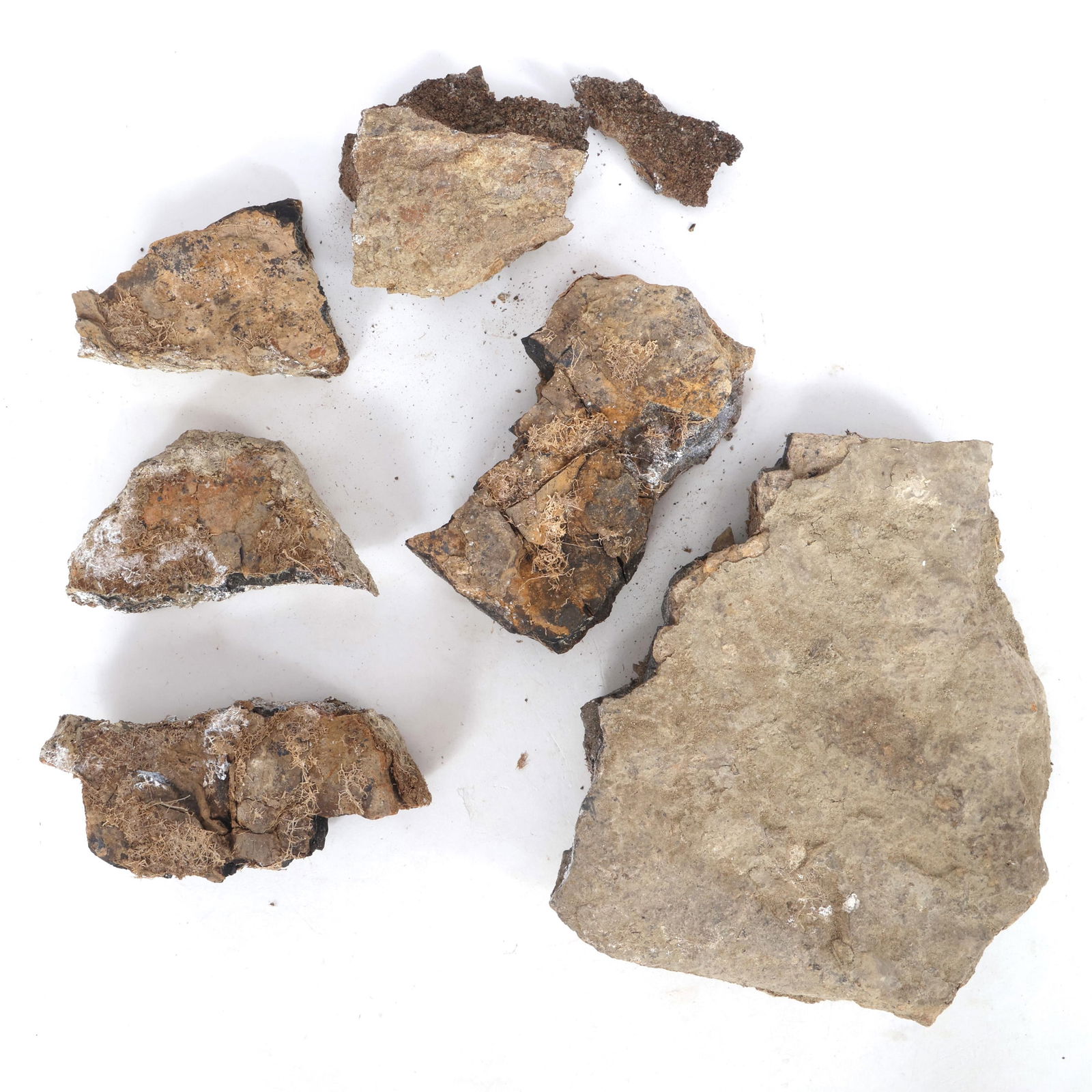 DINOSAUR HADROSAURUS & TRICERATOPS FOSSIL SPECIMENS (1 of 9)