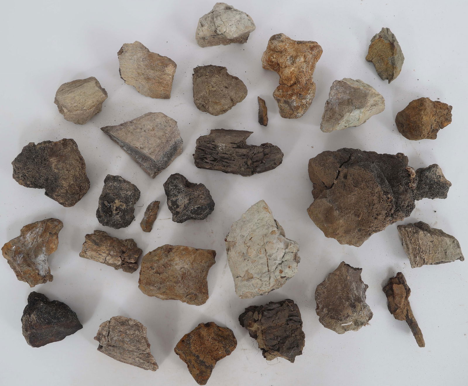 DINOSAUR HADROSAURUS & TRICERATOPS FOSSIL SPECIMENS (1 of 6)