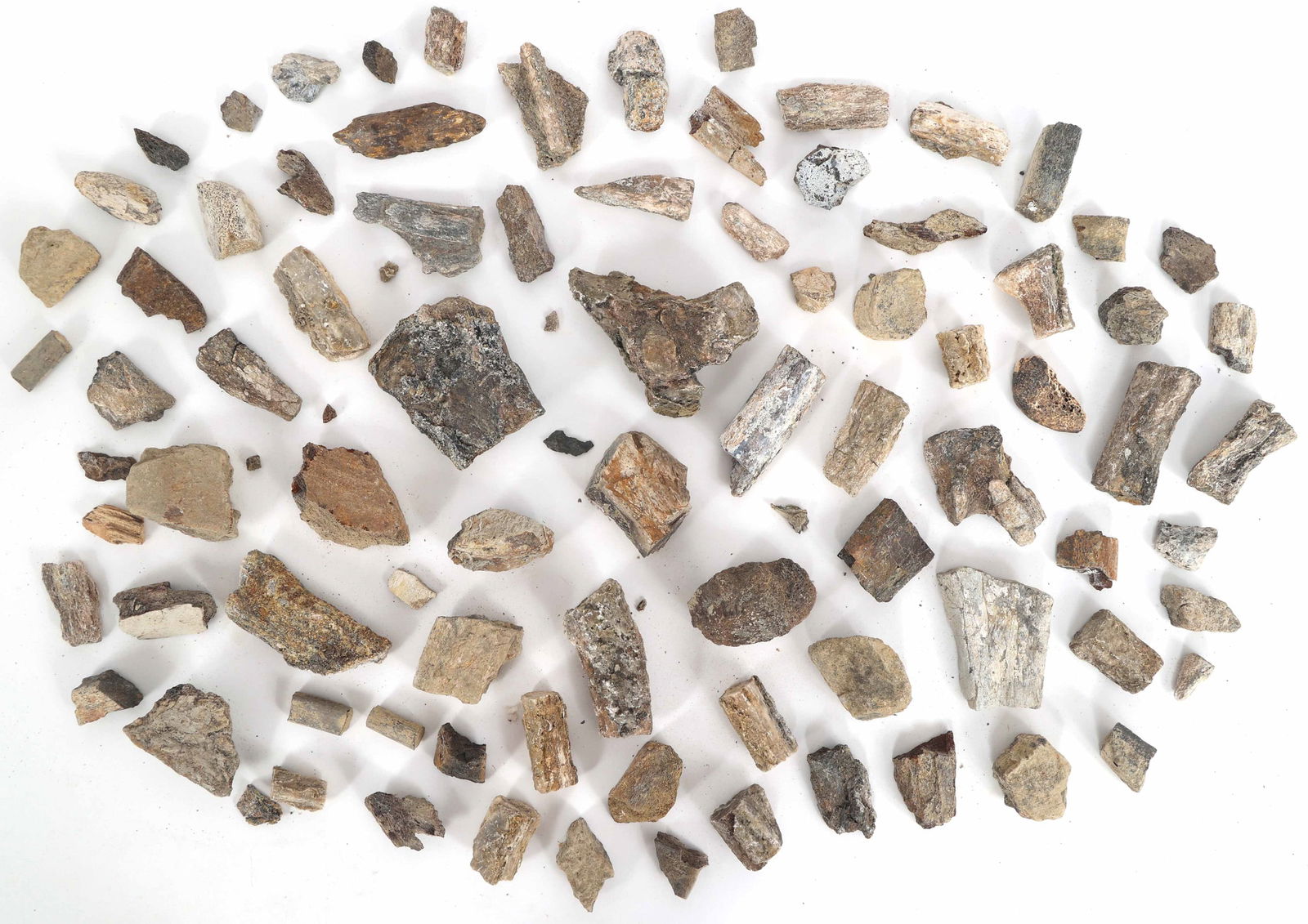 DINOSAUR HADROSAURUS & TRICERATOPS FOSSIL SPECIMENS (1 of 5)