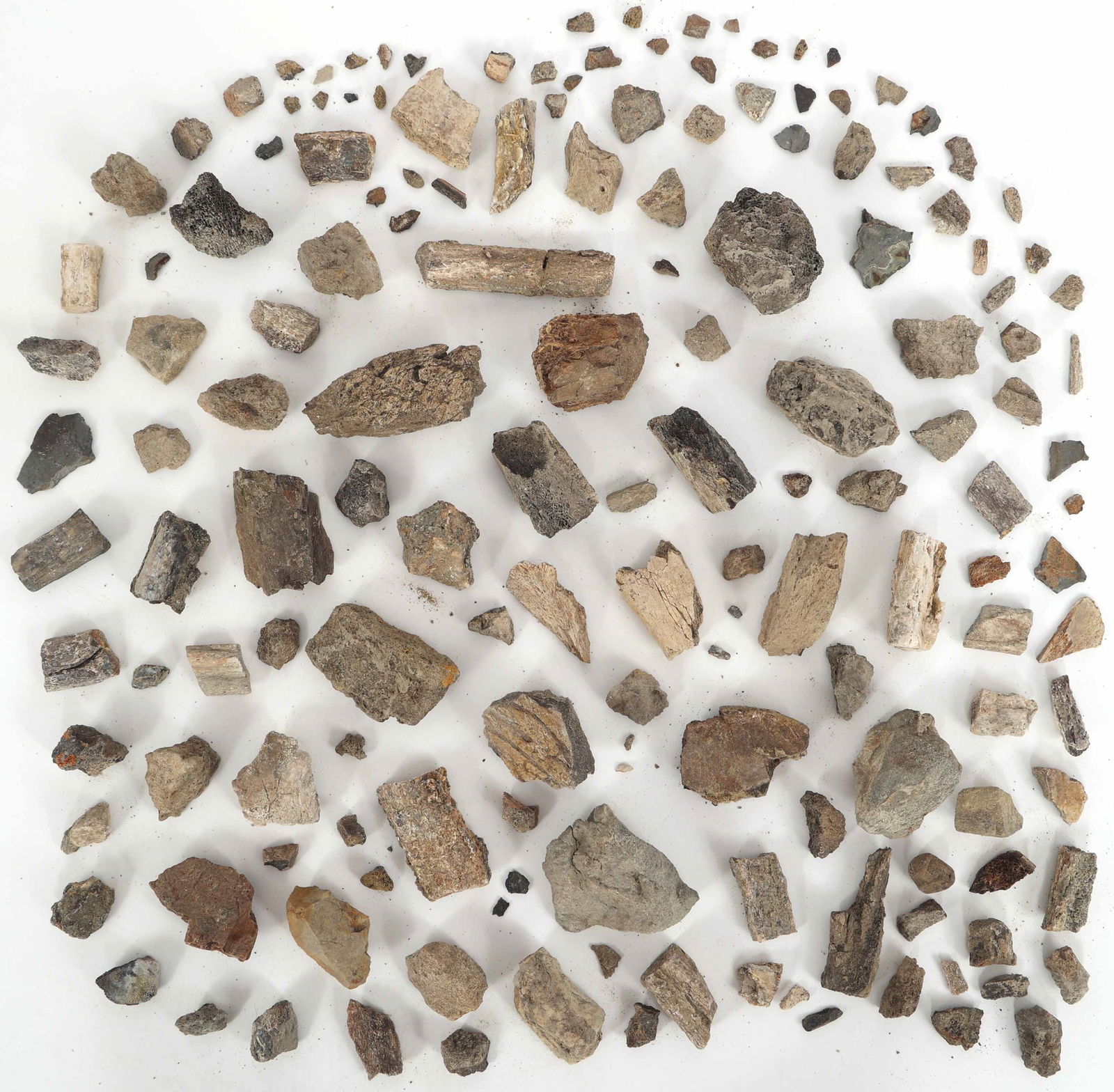 DINOSAUR HADROSAURUS & TRICERATOPS FOSSIL SPECIMENS (1 of 1)