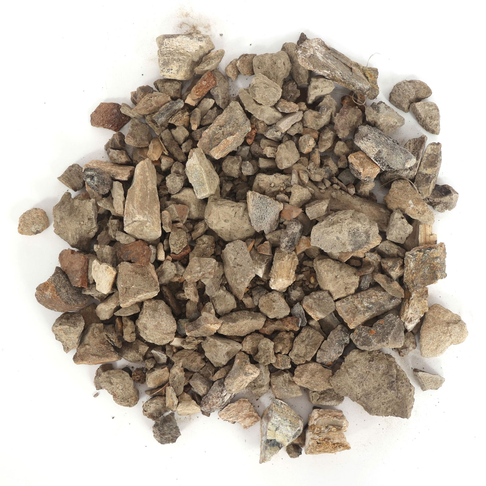 DINOSAUR HADROSAURUS & TRICERATOPS FOSSIL SPECIMENS (1 of 3)