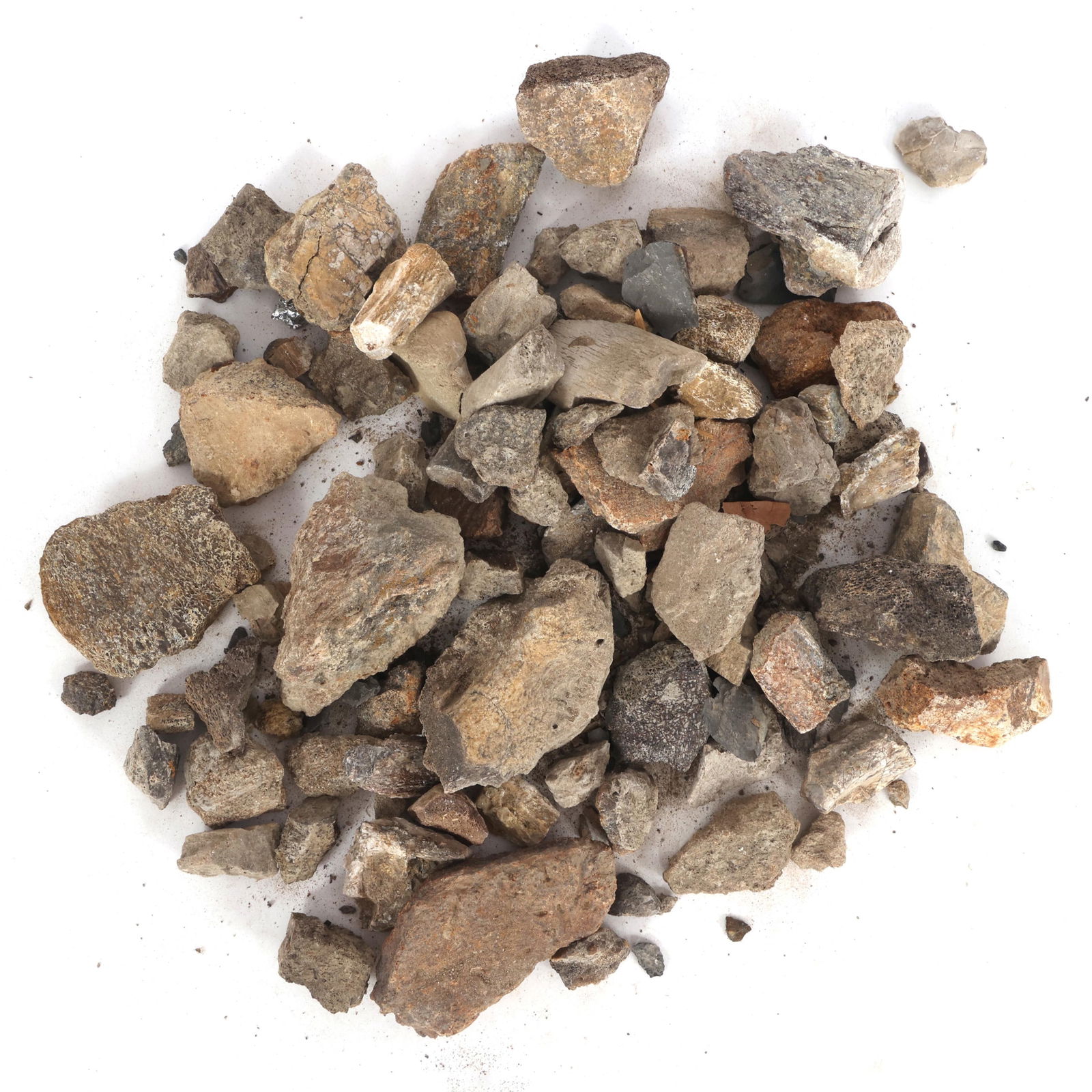 DINOSAUR HADROSAURUS & TRICERATOPS FOSSIL SPECIMENS (1 of 3)