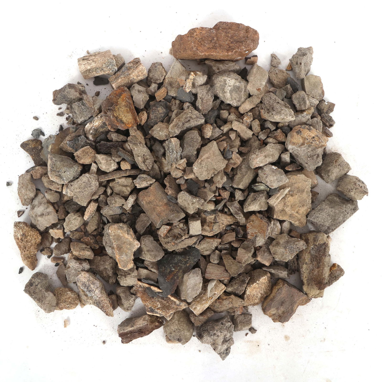 DINOSAUR HADROSAURUS & TRICERATOPS FOSSIL SPECIMENS (1 of 3)