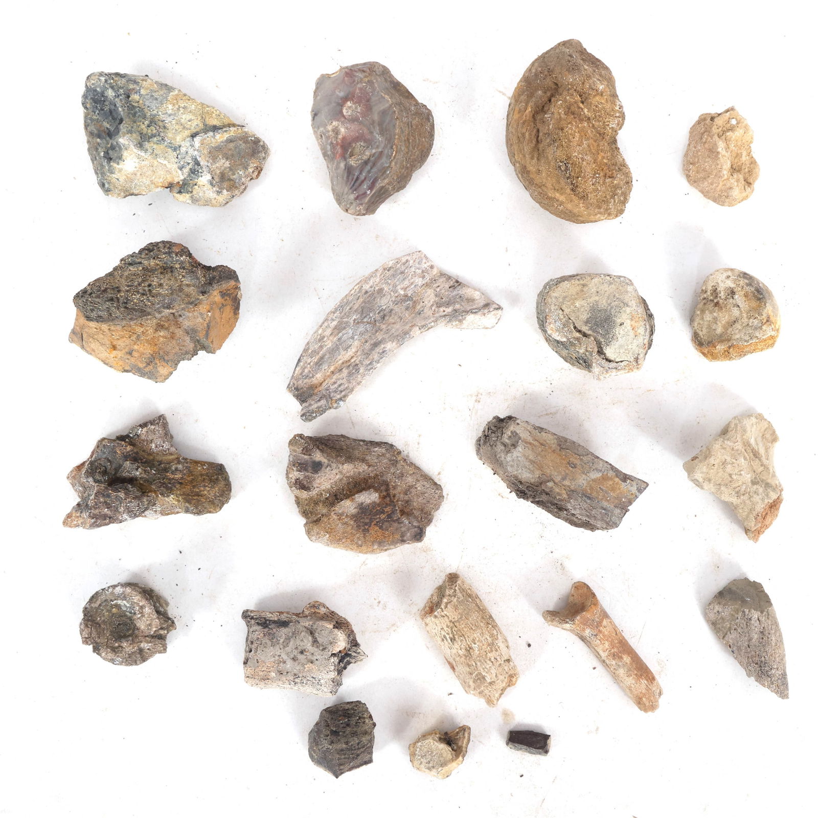 DINOSAUR HADROSAURUS & TRICERATOPS FOSSIL SPECIMENS (1 of 4)