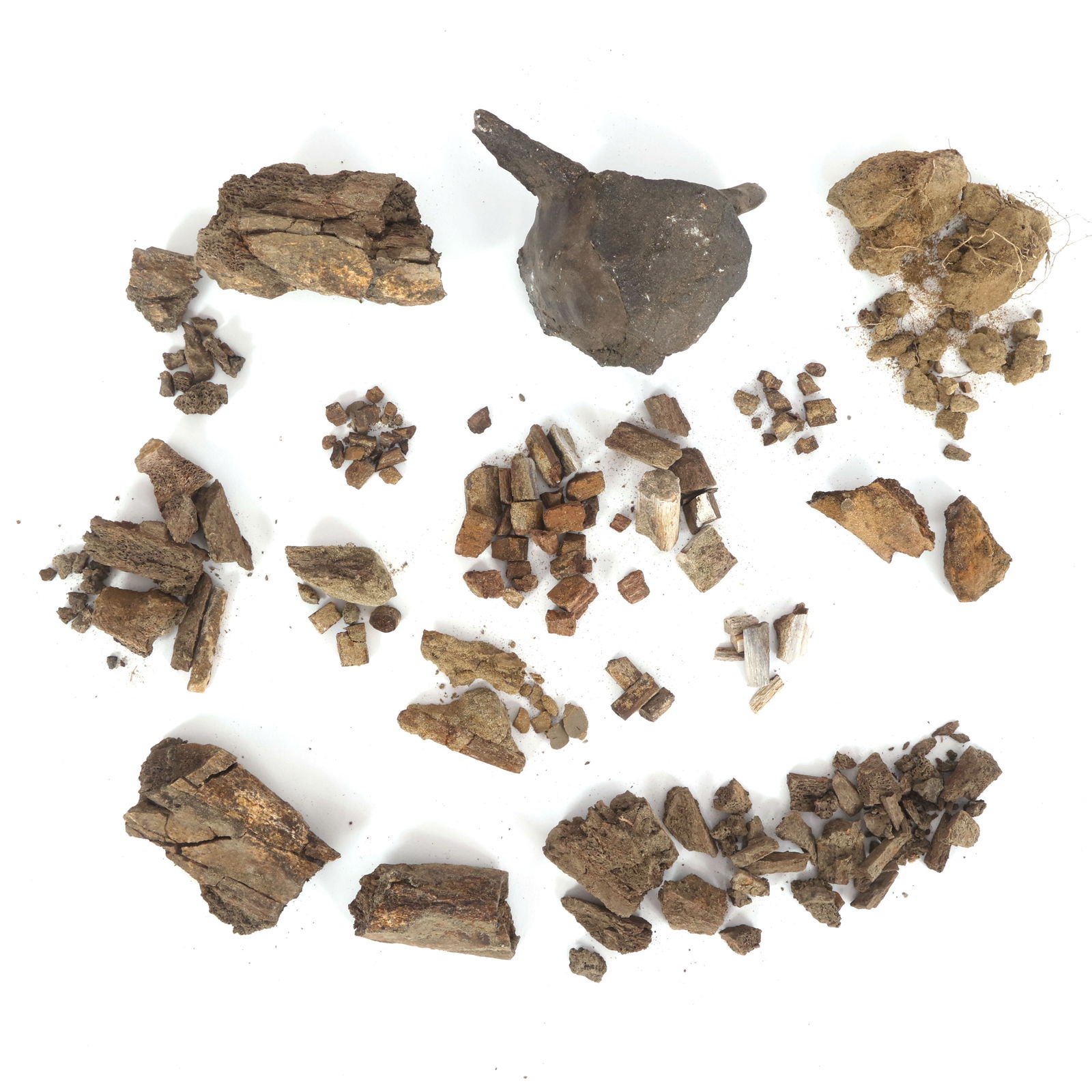 DINOSAUR HADROSAURUS & TRICERATOPS FOSSIL SPECIMENS (1 of 5)