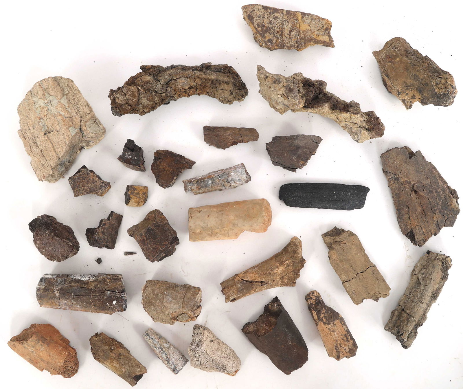 DINOSAUR HADROSAURUS & TRICERATOPS FOSSIL SPECIMENS (1 of 3)