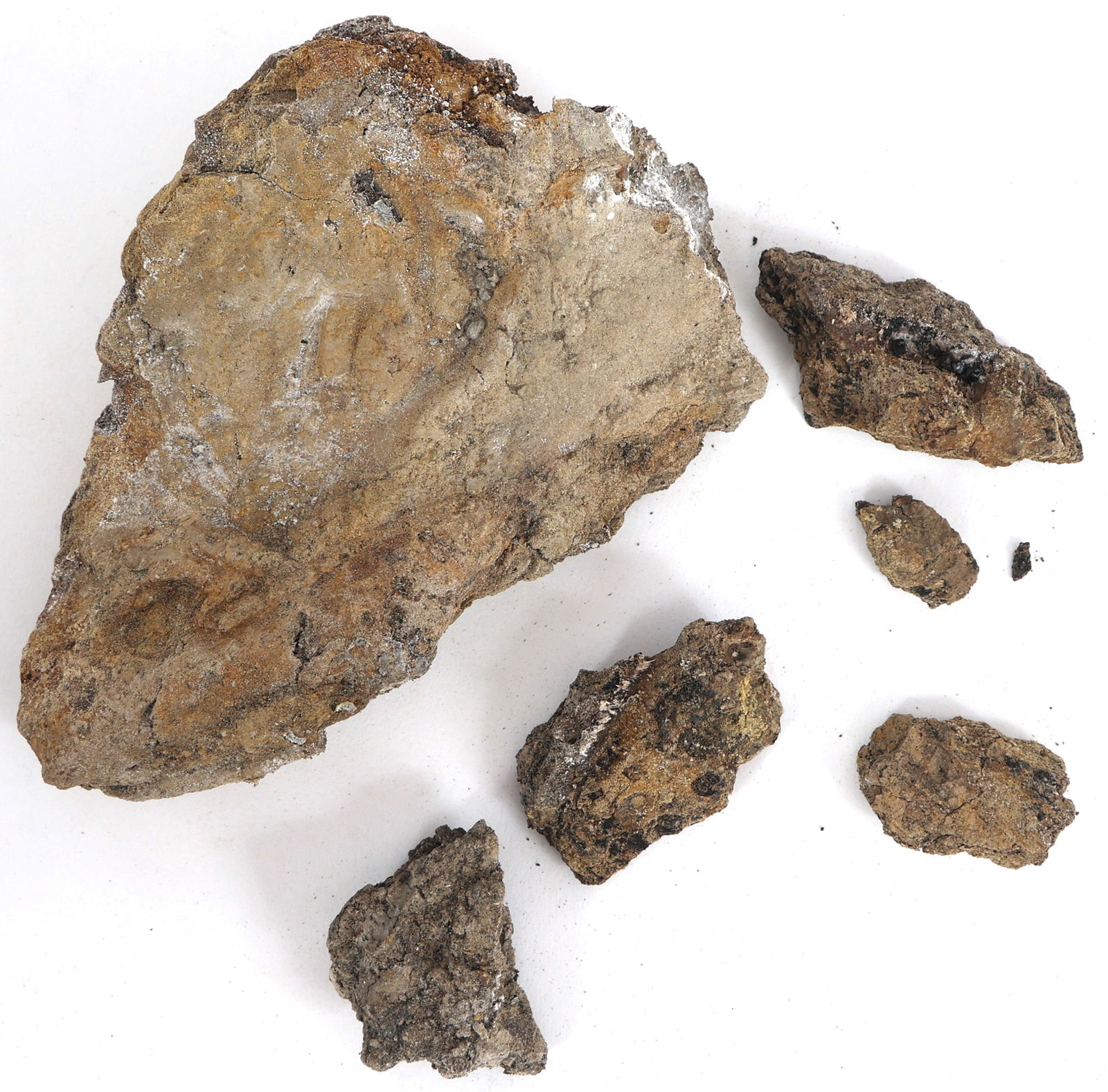 DINOSAUR MOSASAURUS FOSSIL SPECIMEN (1 of 3)