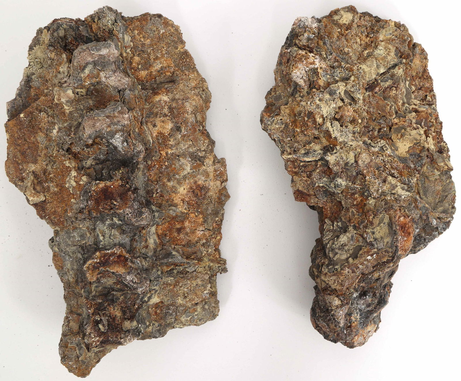 DINOSAUR MOSASAURUS FOSSIL SPECIMENS (1 of 2)