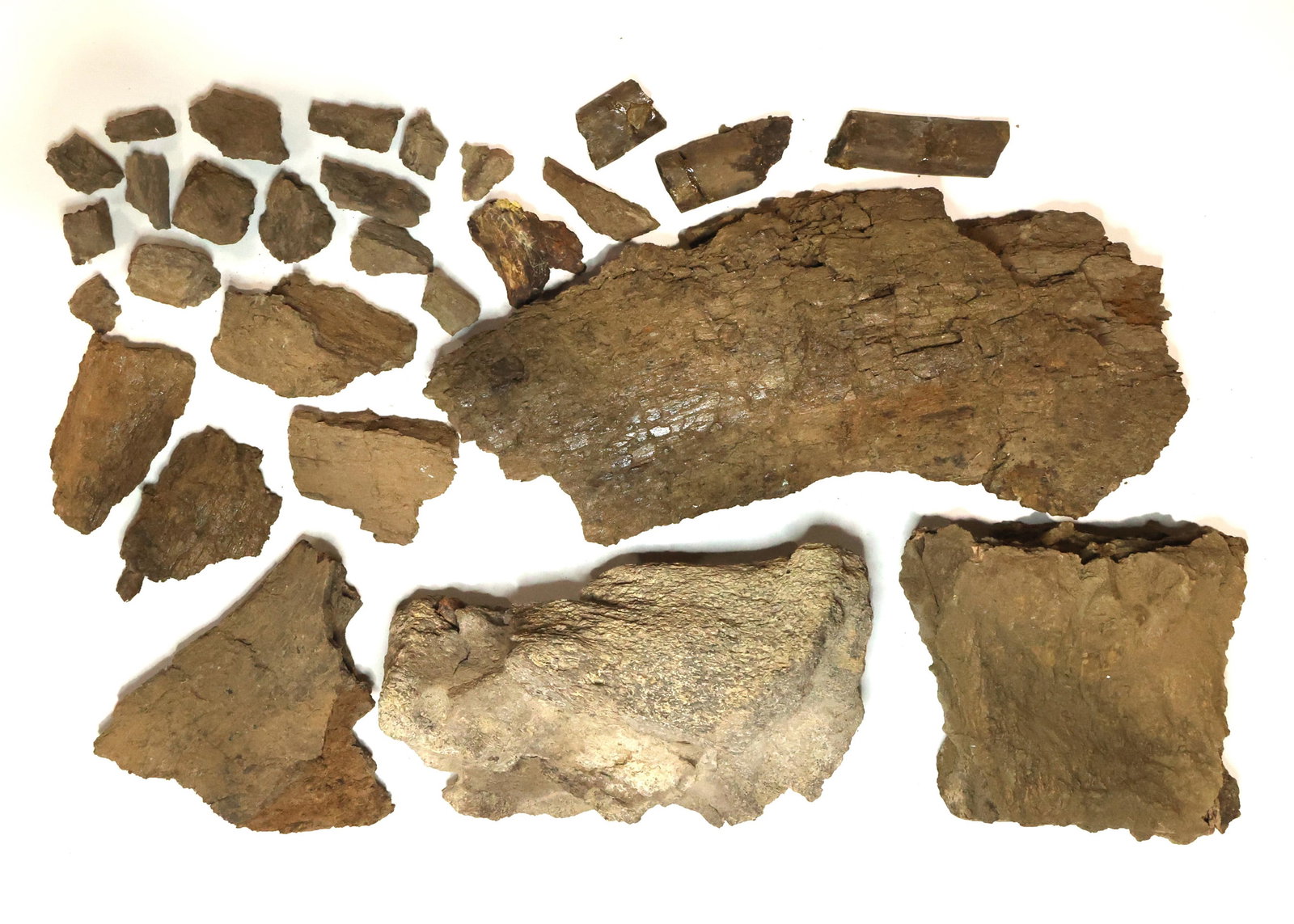 DINOSAUR ORNITHISCHIAN FOSSIL SPECIMENS: DINOSAUR ORNITHISCHIAN FOSSIL SPECIMENS Dinosaur fossil specimens. Believed to be Ornithischian. Please Note: No International Shipping On This Lot Provenance: Estate Artifact & Fossil Collection of