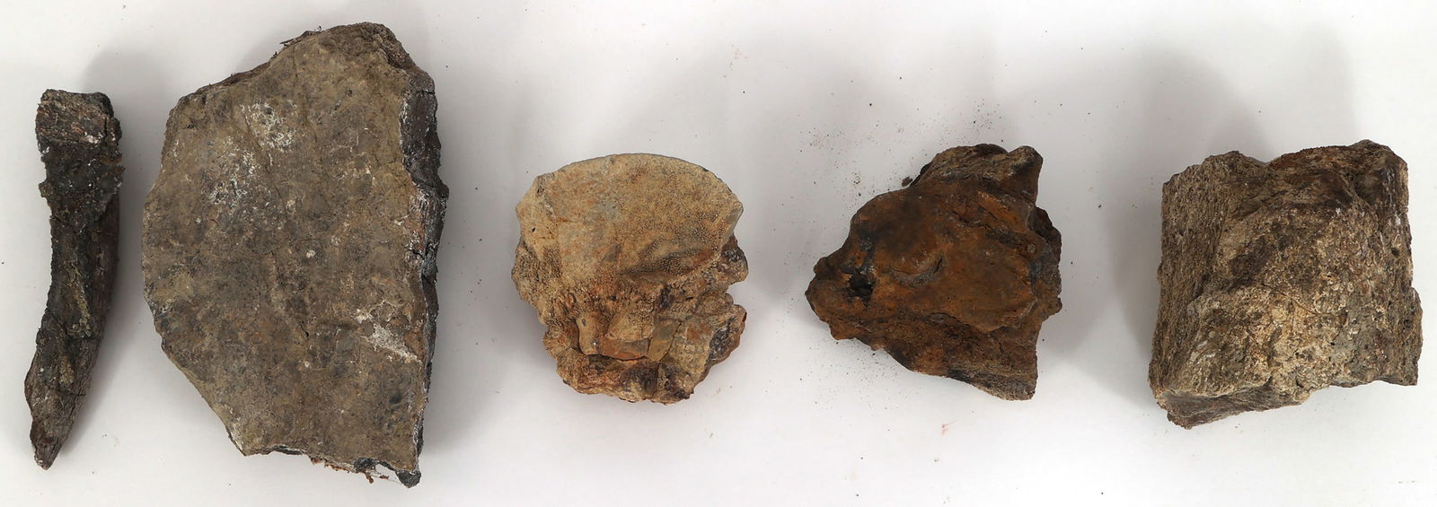 DINOSAUR TRICERATOPS AND HADROSAURUS FOSSIL SPECIMENS (1 of 12)