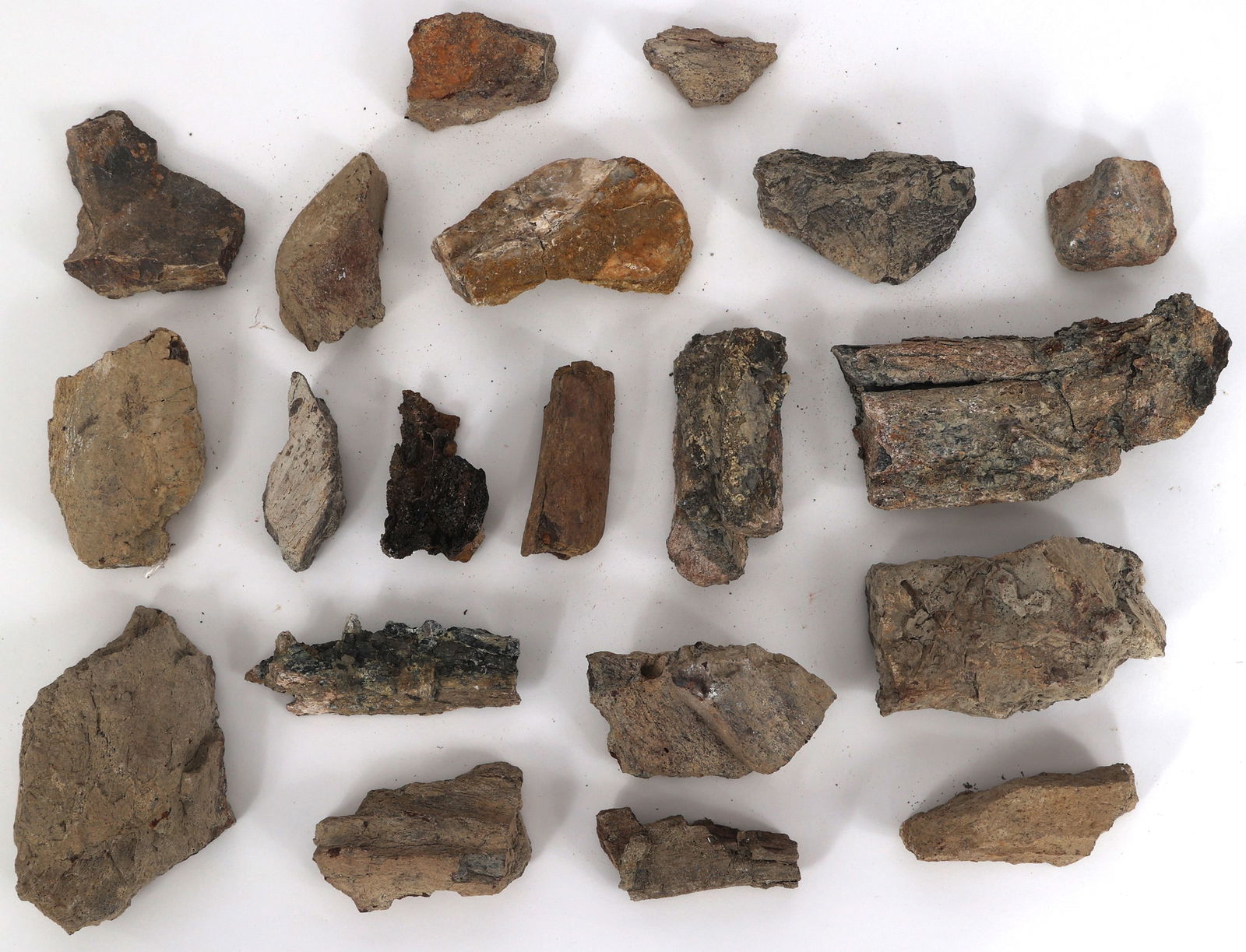 DINOSAUR TRICERATOPS AND HADROSAURUS FOSSIL SPECIMENS (1 of 2)