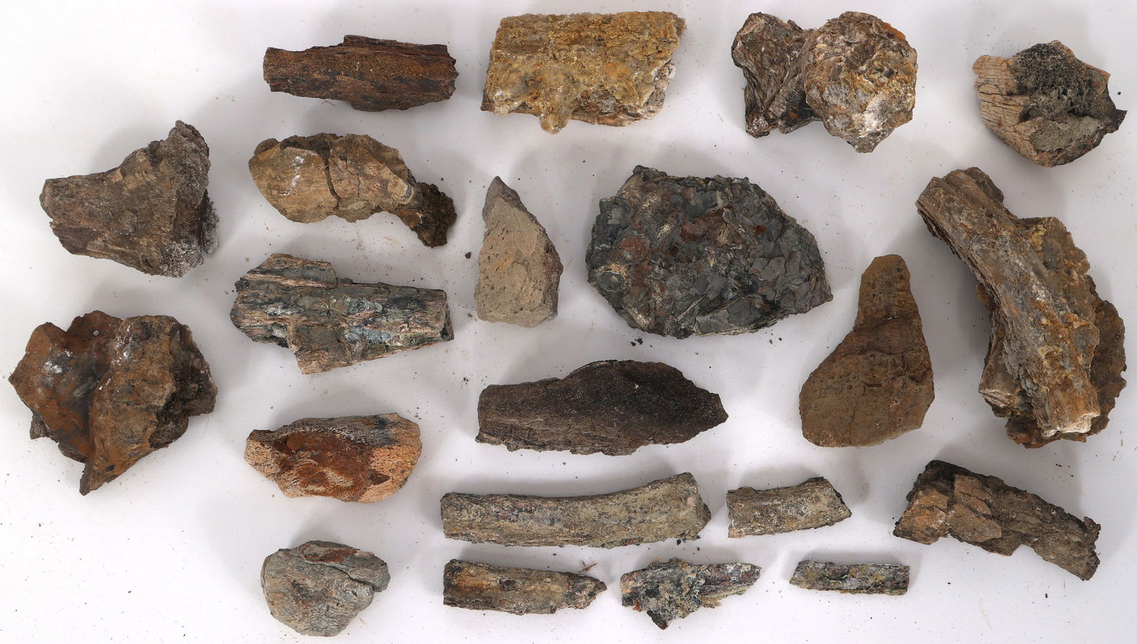 DINOSAUR TRICERATOPS AND HADROSAURUS FOSSIL SPECIMENS (1 of 1)