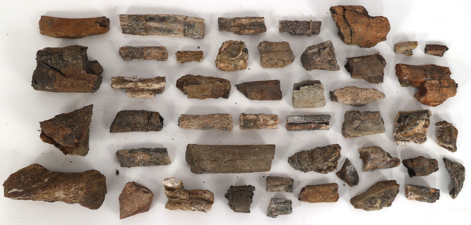 DINOSAUR TRICERATOPS AND HADROSAURUS FOSSIL SPECIMENS (1 of 1)