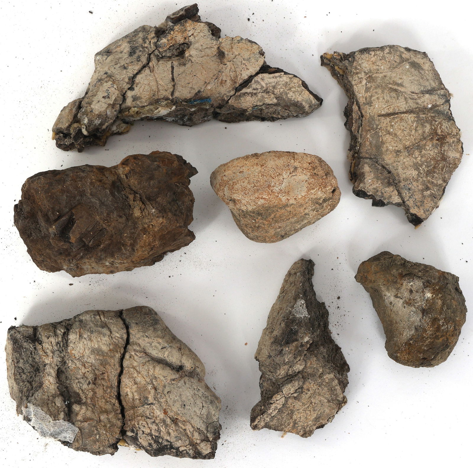 DINOSAUR TRICERATOPS AND HADROSAURUS FOSSIL SPECIMENS (1 of 8)