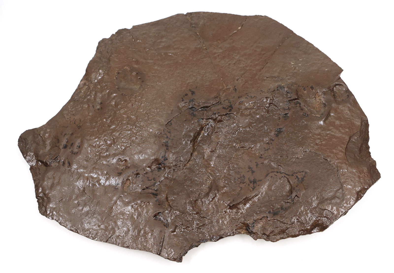 DINOSAUR FOOTPRINT SPECIMEN (1 of 6)